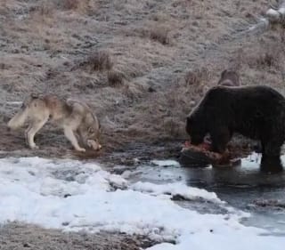 An American photographer filmed a wolf begging for food from a grizzly. The gray wolf saw the meat and in an instant turned into a playful puppy begging for a piece.