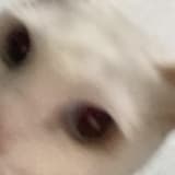whitecat