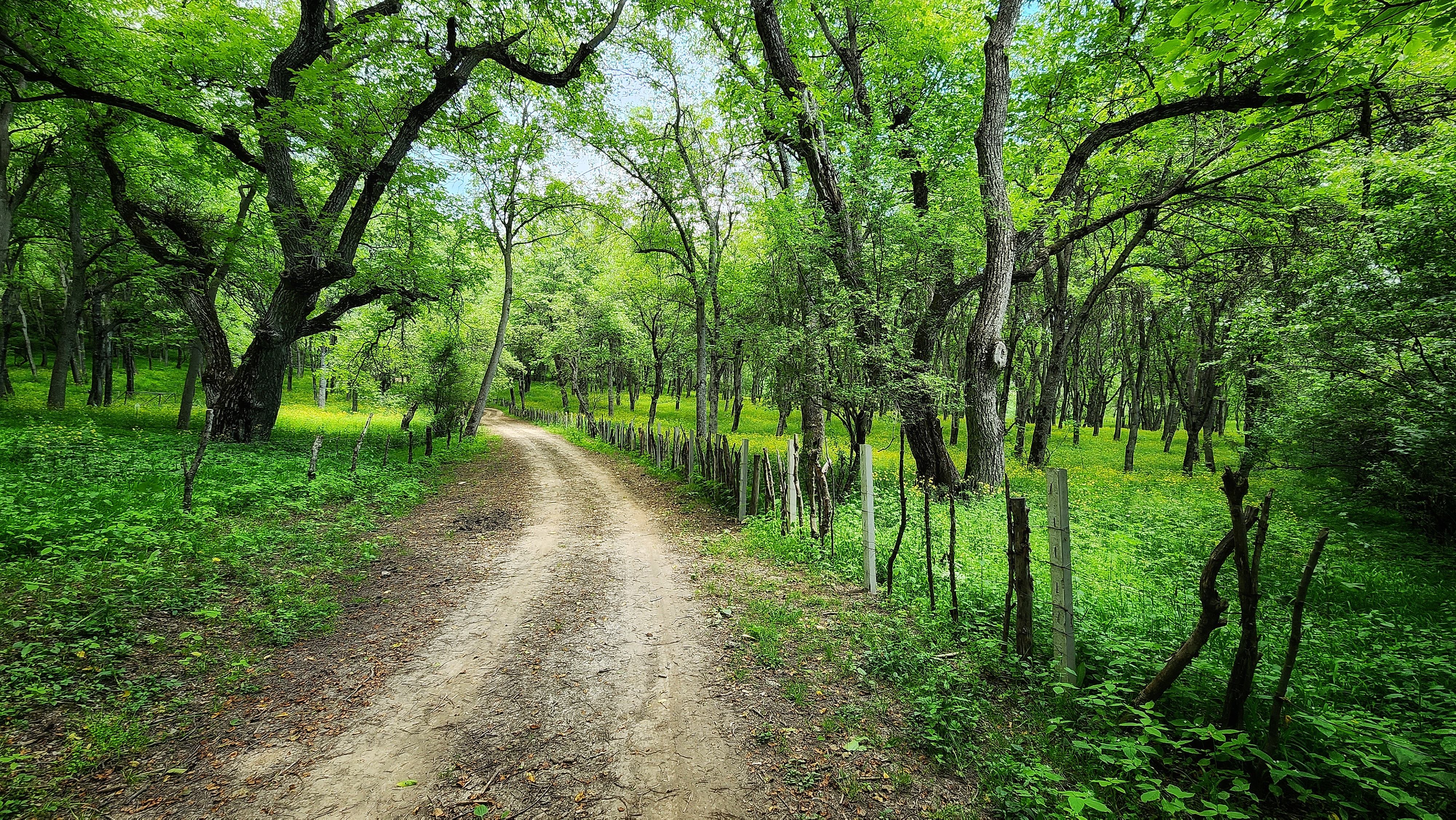 Wildlife Observation