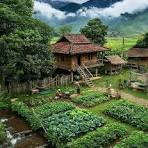 Kopi Lokal