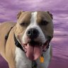 BeachDog69420