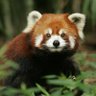 THEPANDAHUH