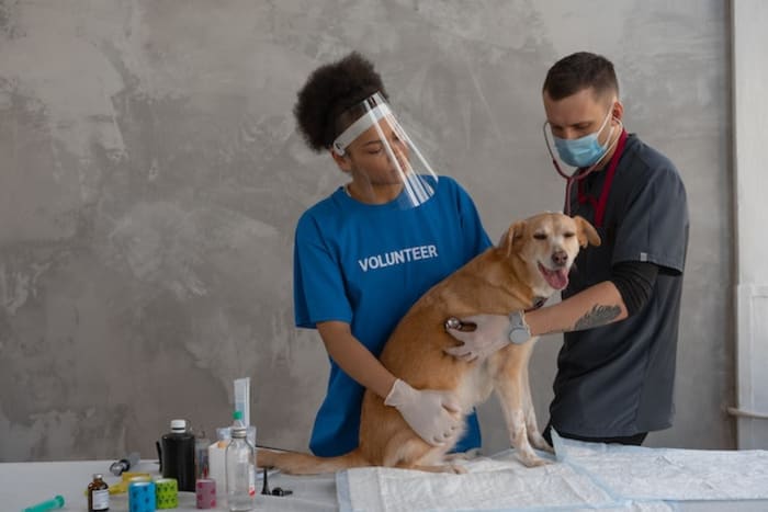 vets checking dog's health