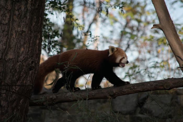 Wroclaw Zoo, Wroclaw