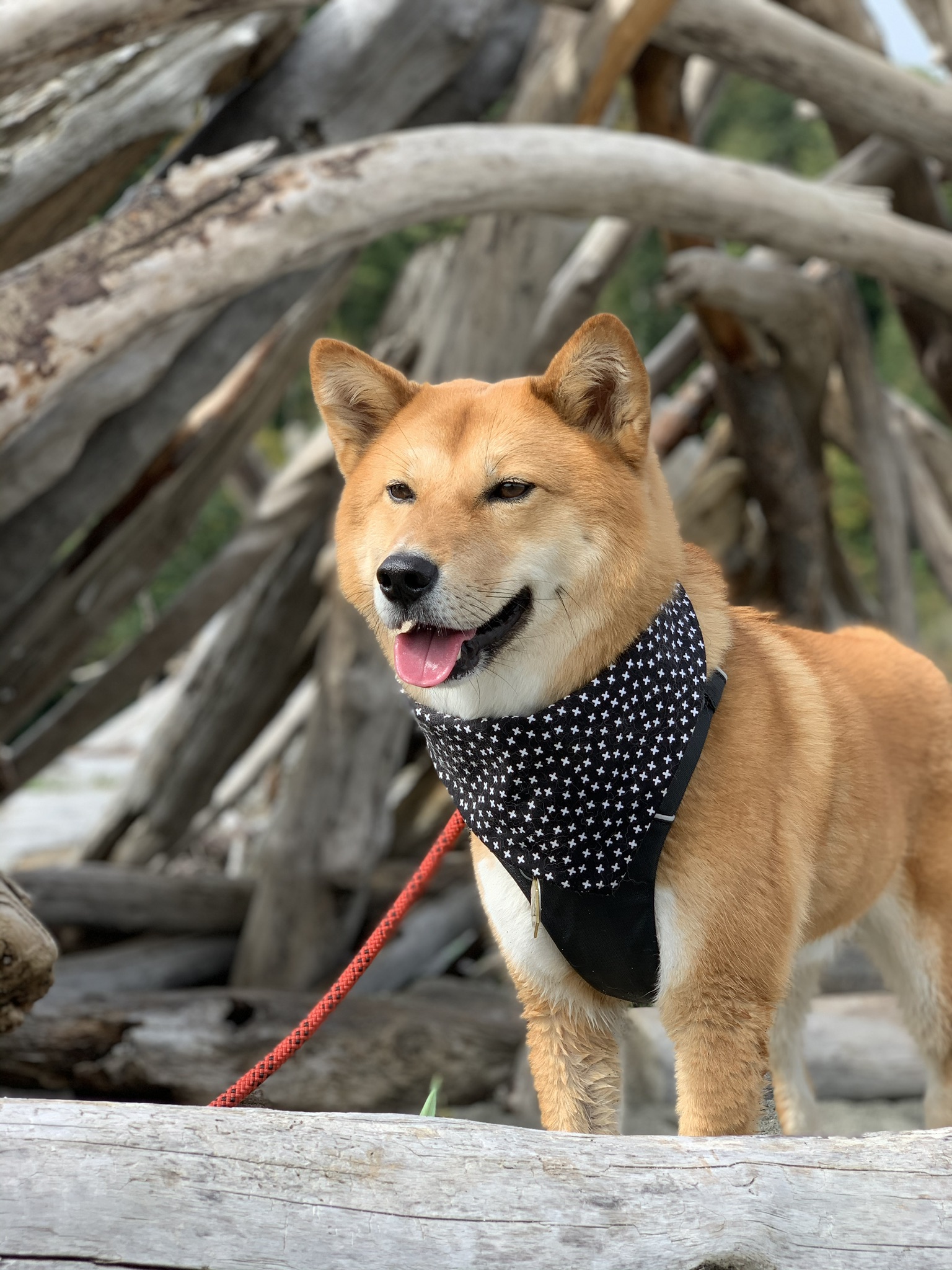 Markus posing in front of more driftwood structures on Double Bluff Beach on Whidbey Island
