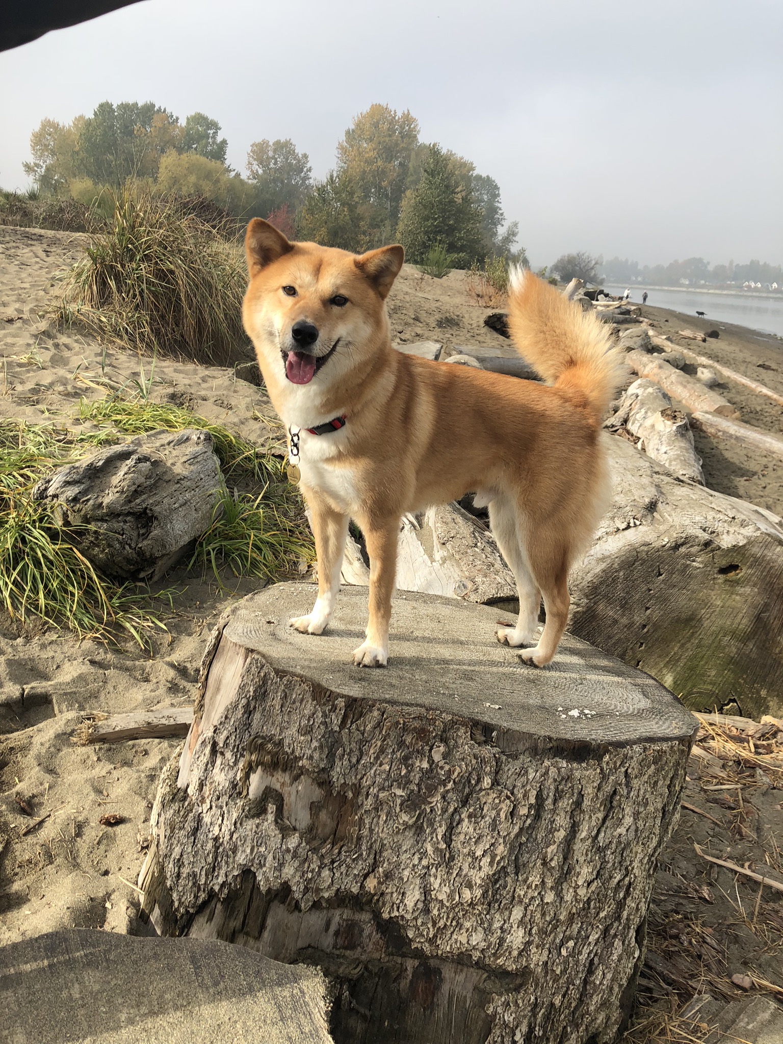 Markus smiling on a stump at McDonald Beach Park