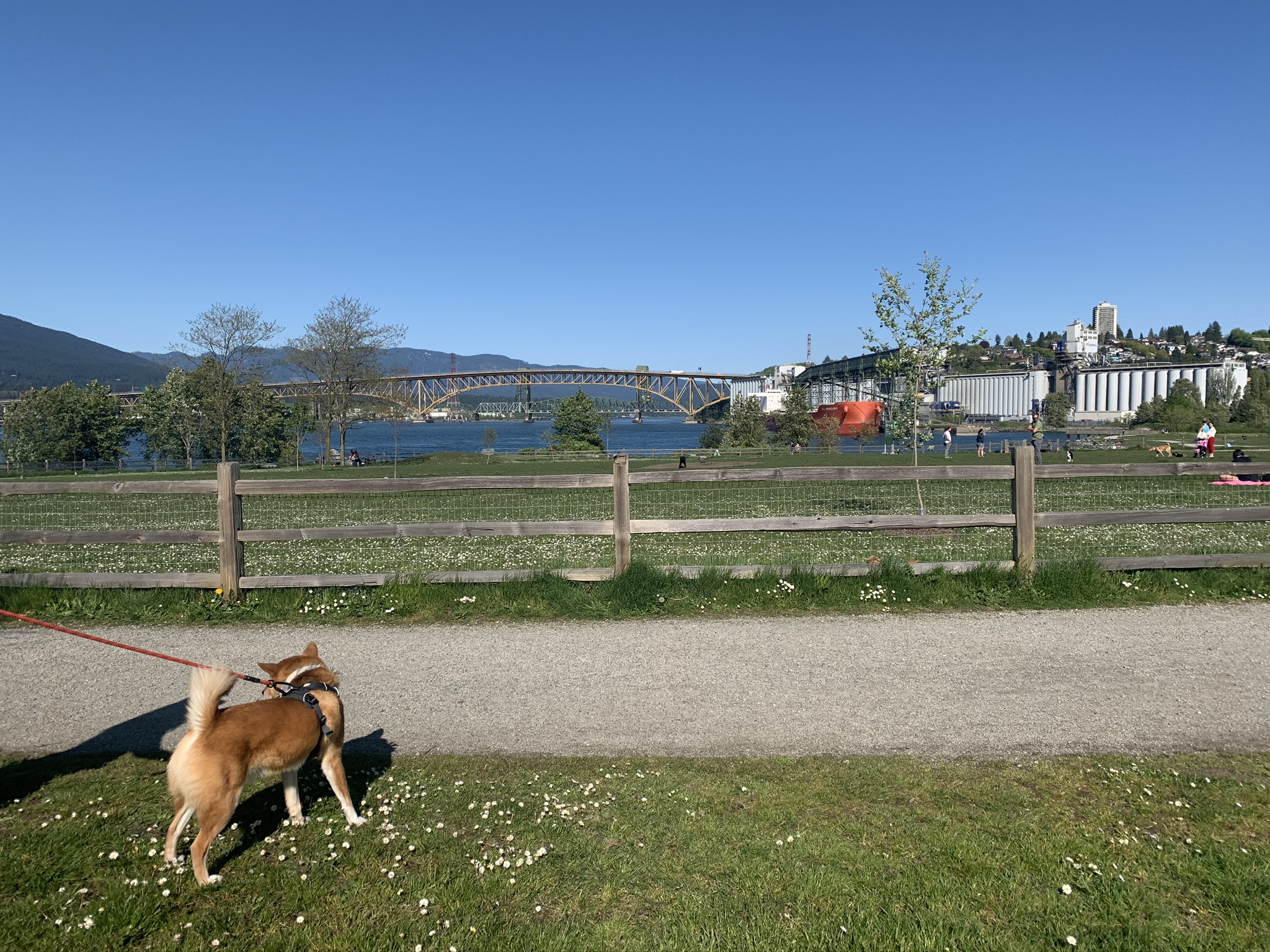 Markus checking out the Off-Leash Enclosure at New Brighton Park