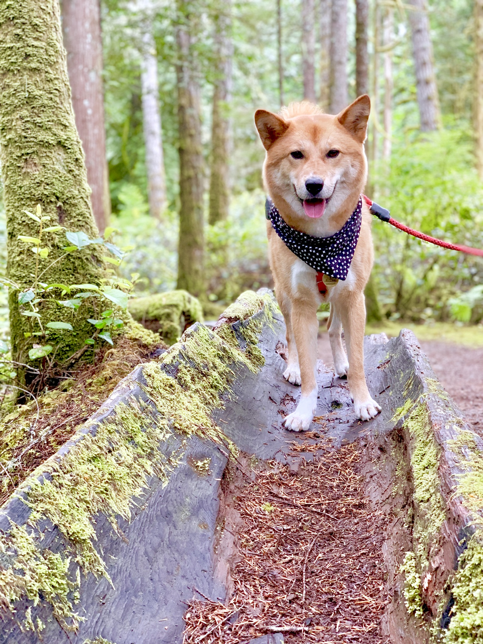 Markus standing inside a hollowed out log while out on a hike