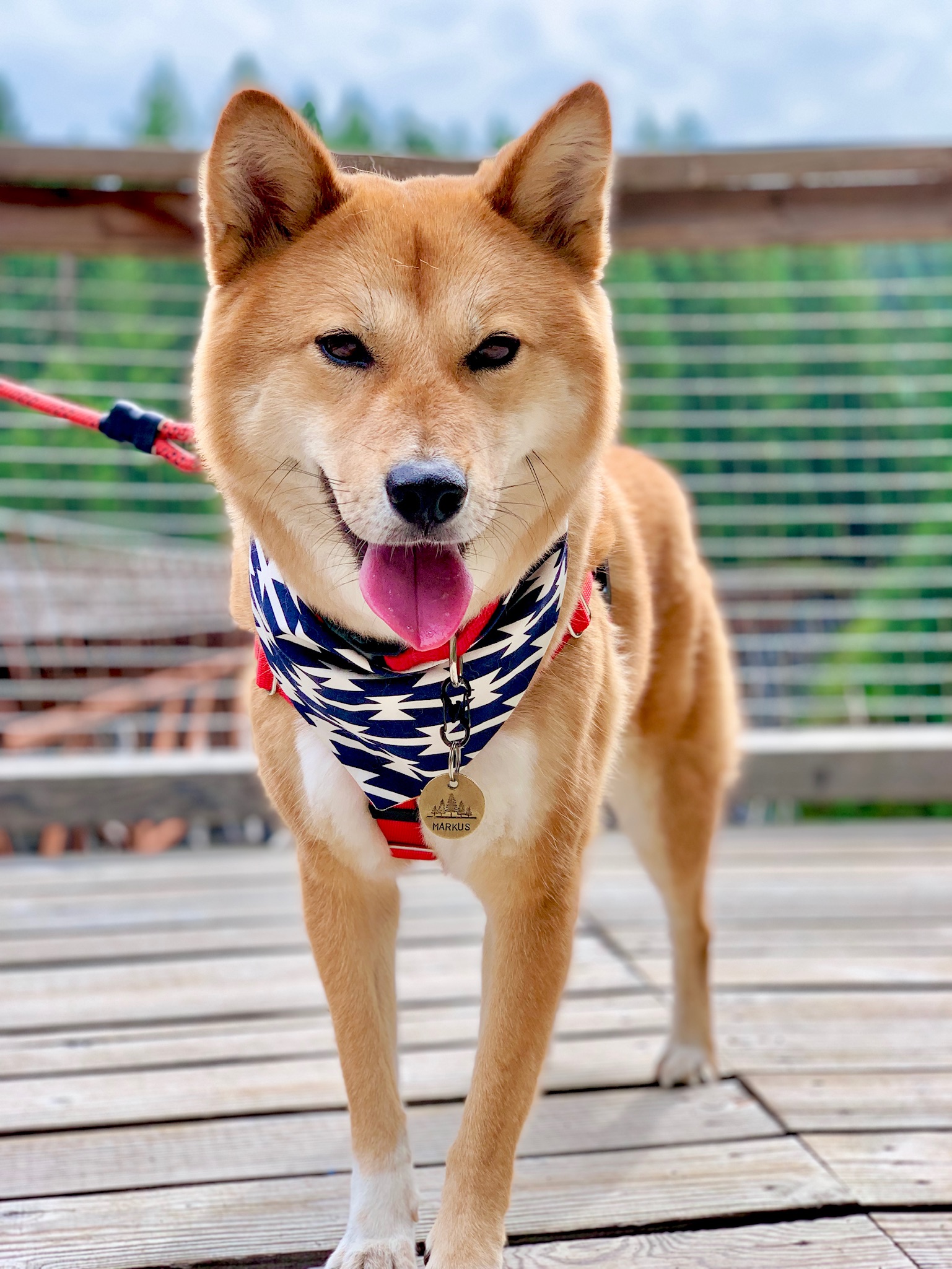 Product Review: SMASHpaw Tags