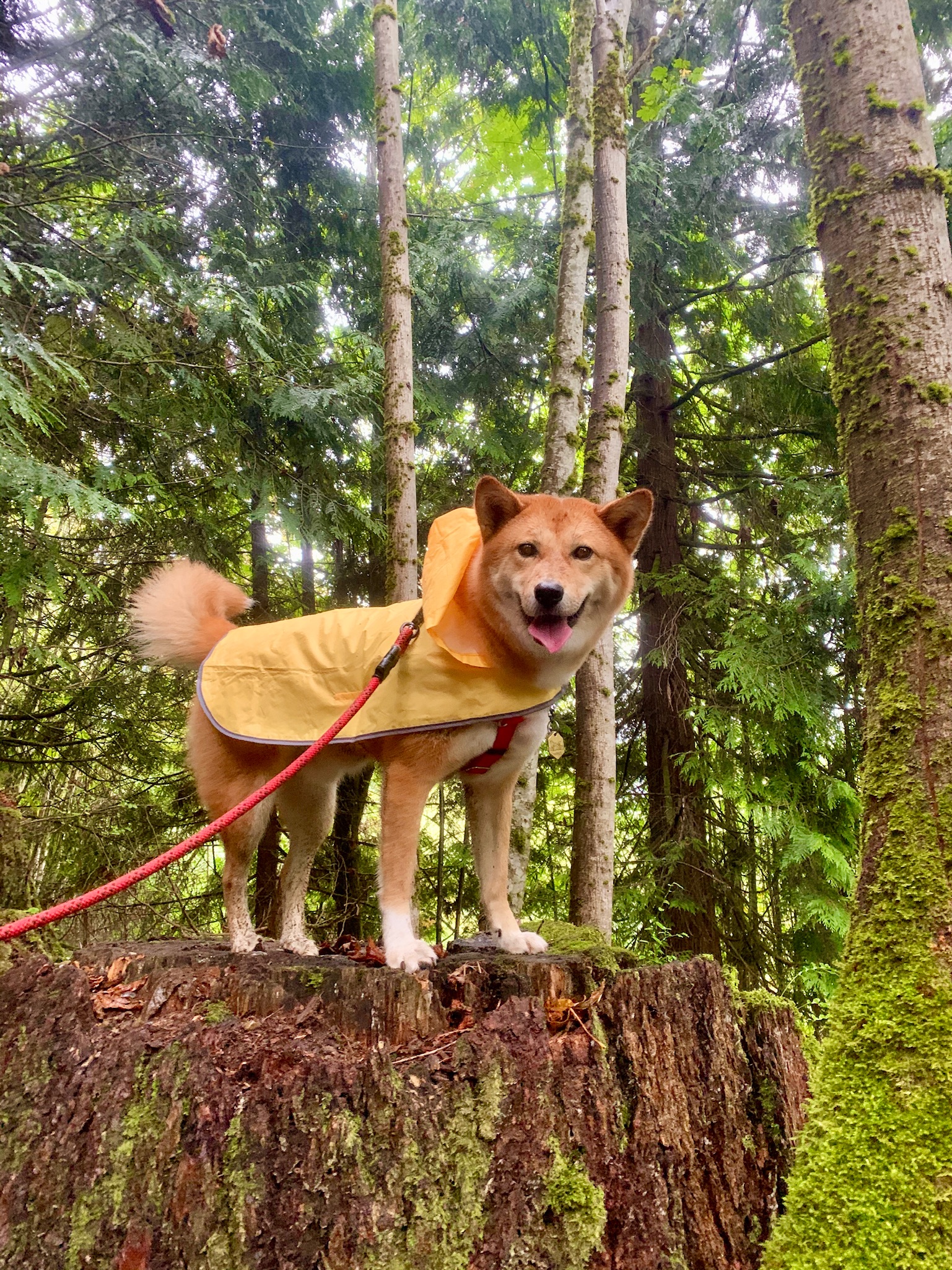 Markus with muddy paws posing on top of a tree stump at Cougar Mountain Regional Wildland Park