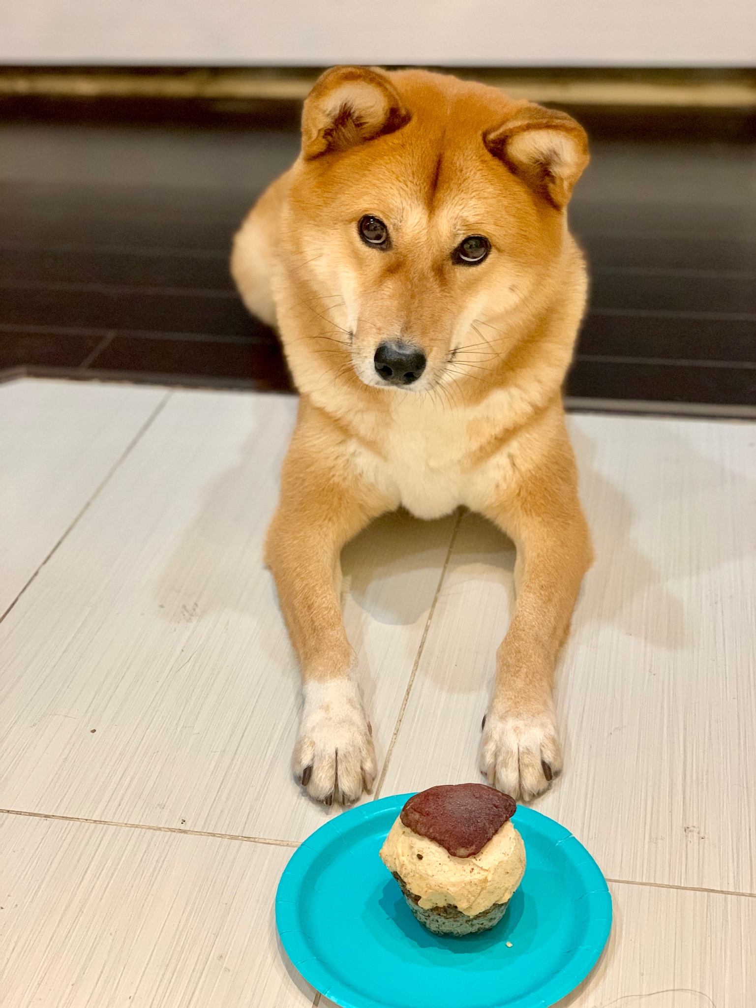 Markus' 2nd Gotcha Day