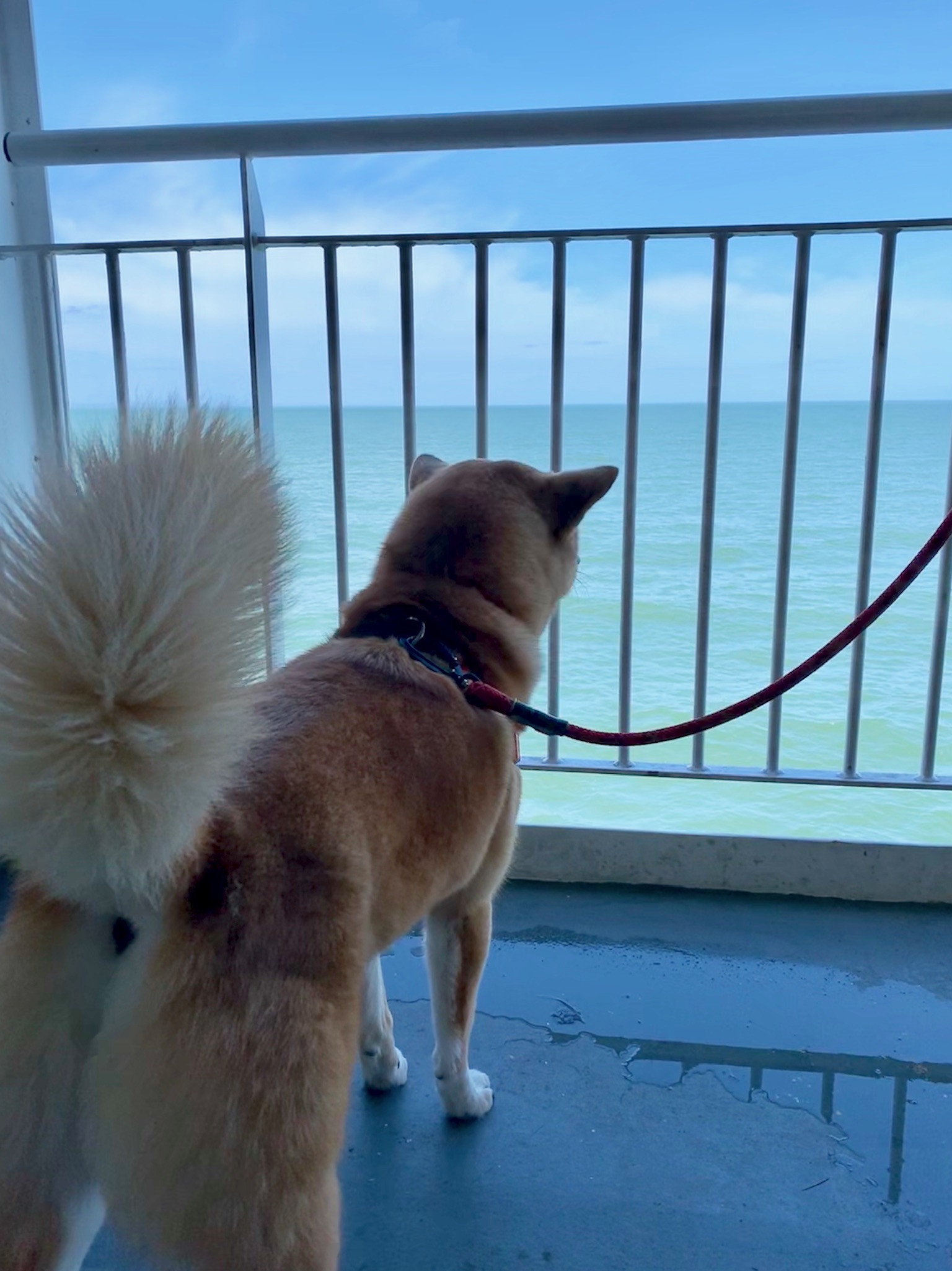Markus watching out the side of the upper deck of the BC Ferries