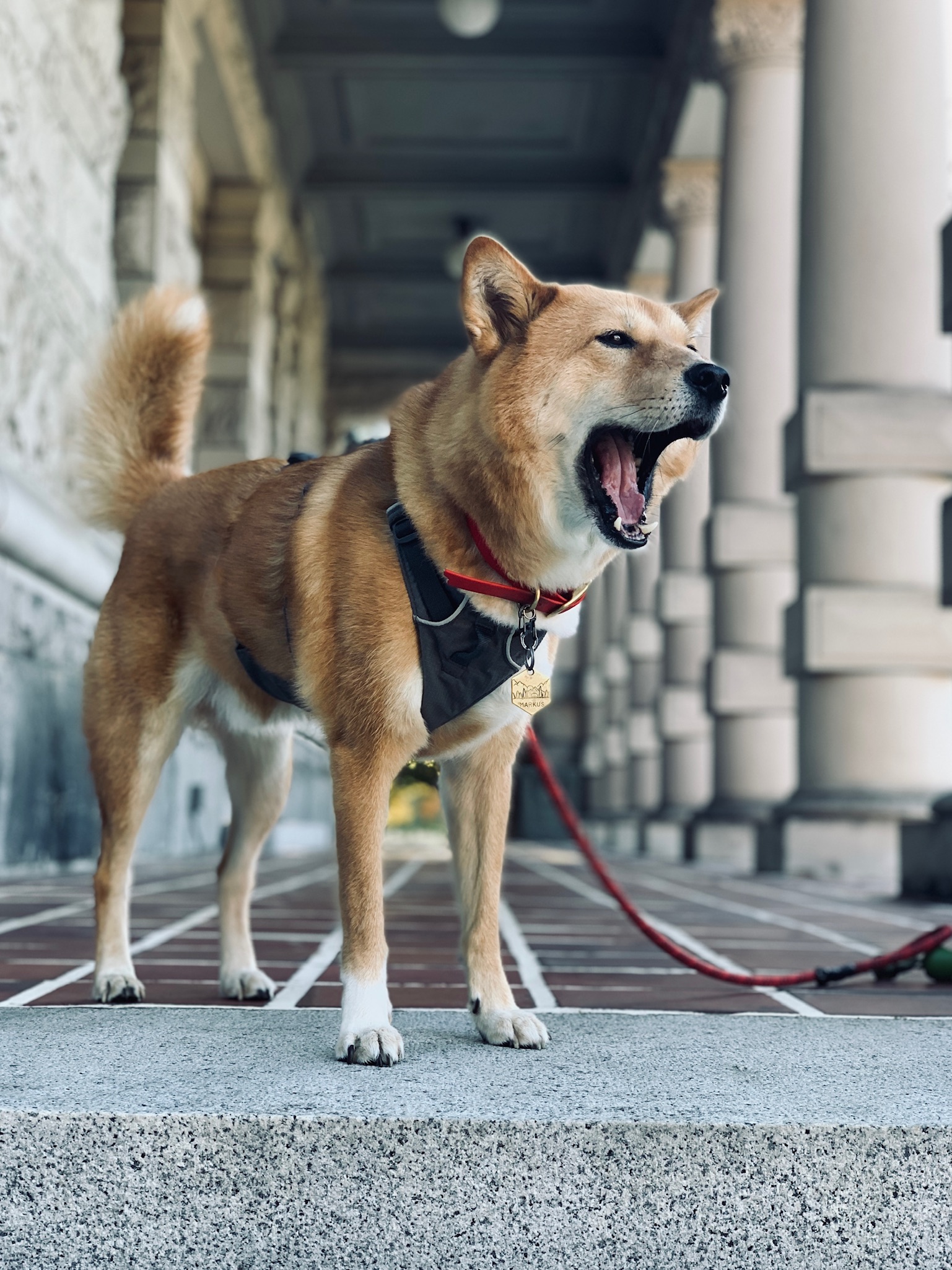Markus yawning by the steps in downtown Victoria