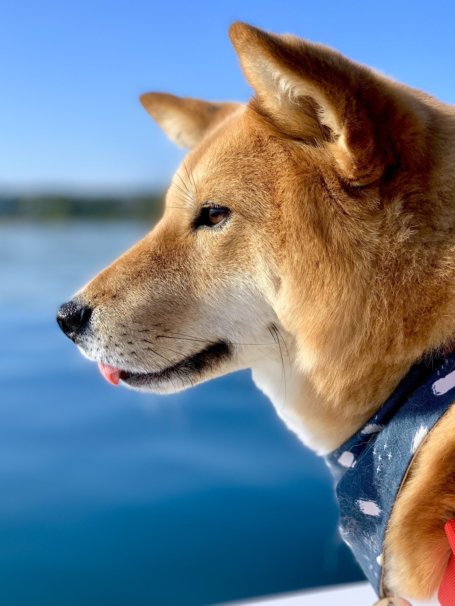 Markus as a boating dog in Oak Bay Marina, British Columbia