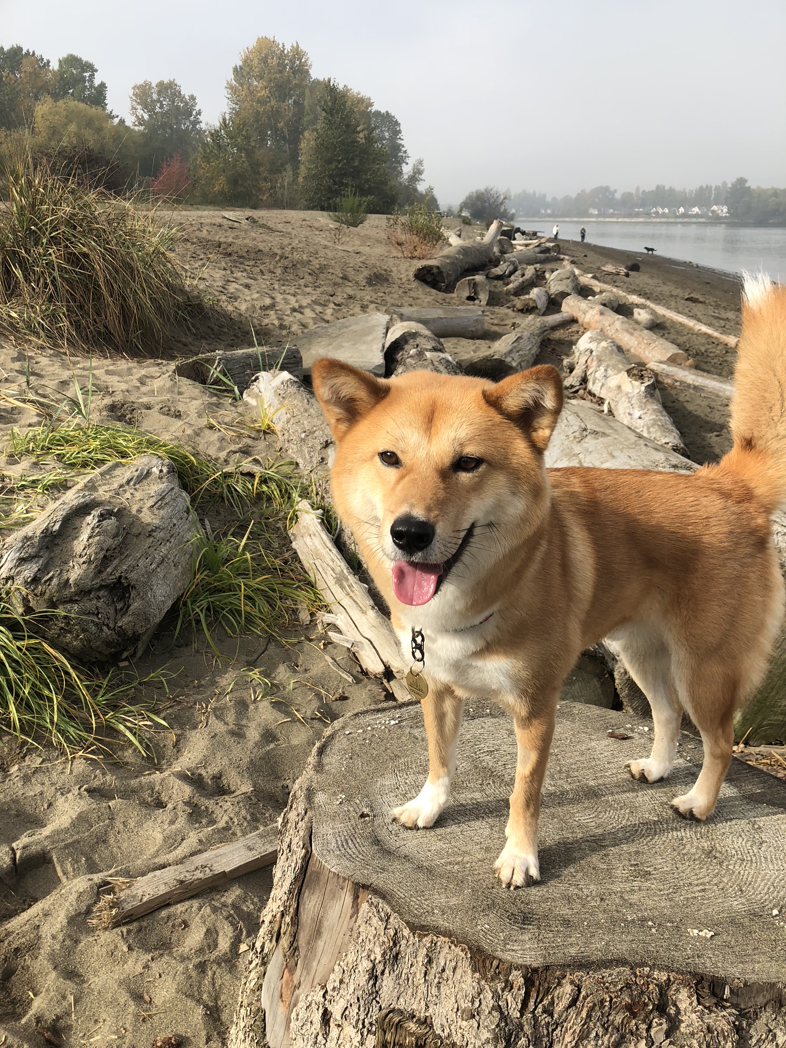 Away for two weeks, McDonald Beach again and the groomers