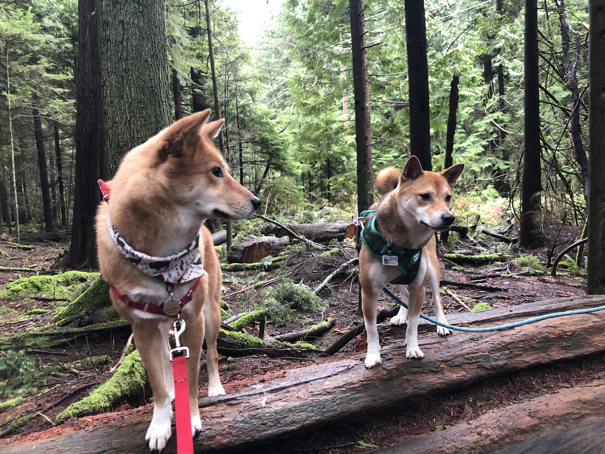 Markus posing on decomposing logs at the Pacific Spirit Regional Park (South)
