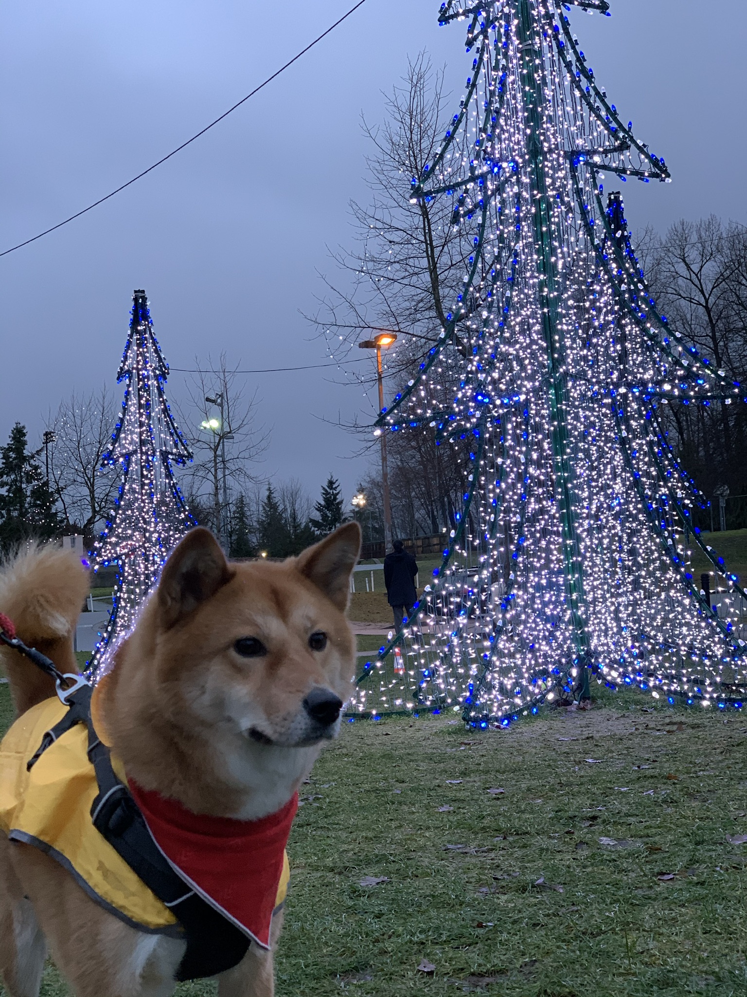 Markus posing in front of light trees and real trees at the Lights at Lafarge event at Lafarge Lake