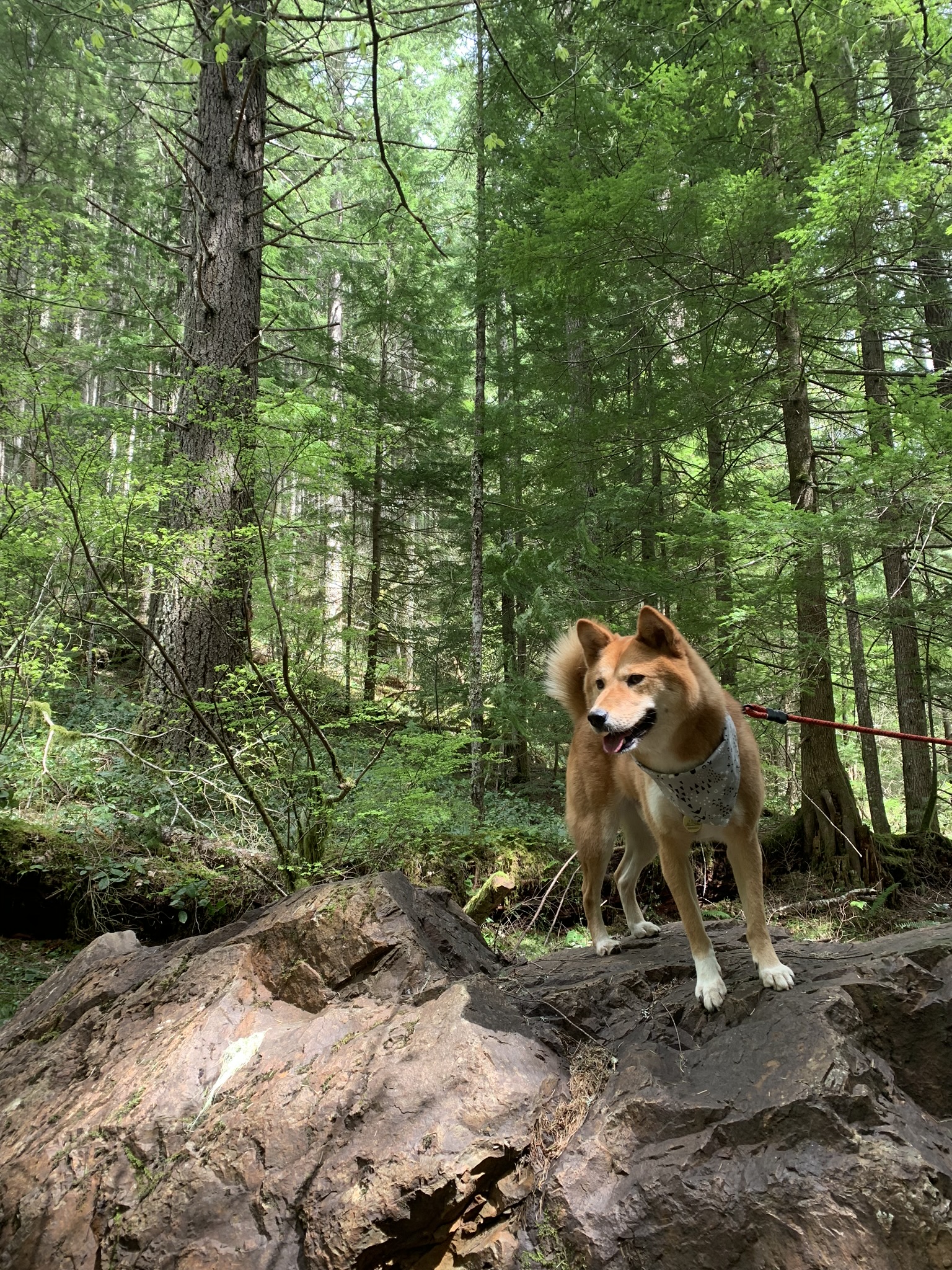 Markus enjoying the quietness of the Henline Falls Trail in Oregon