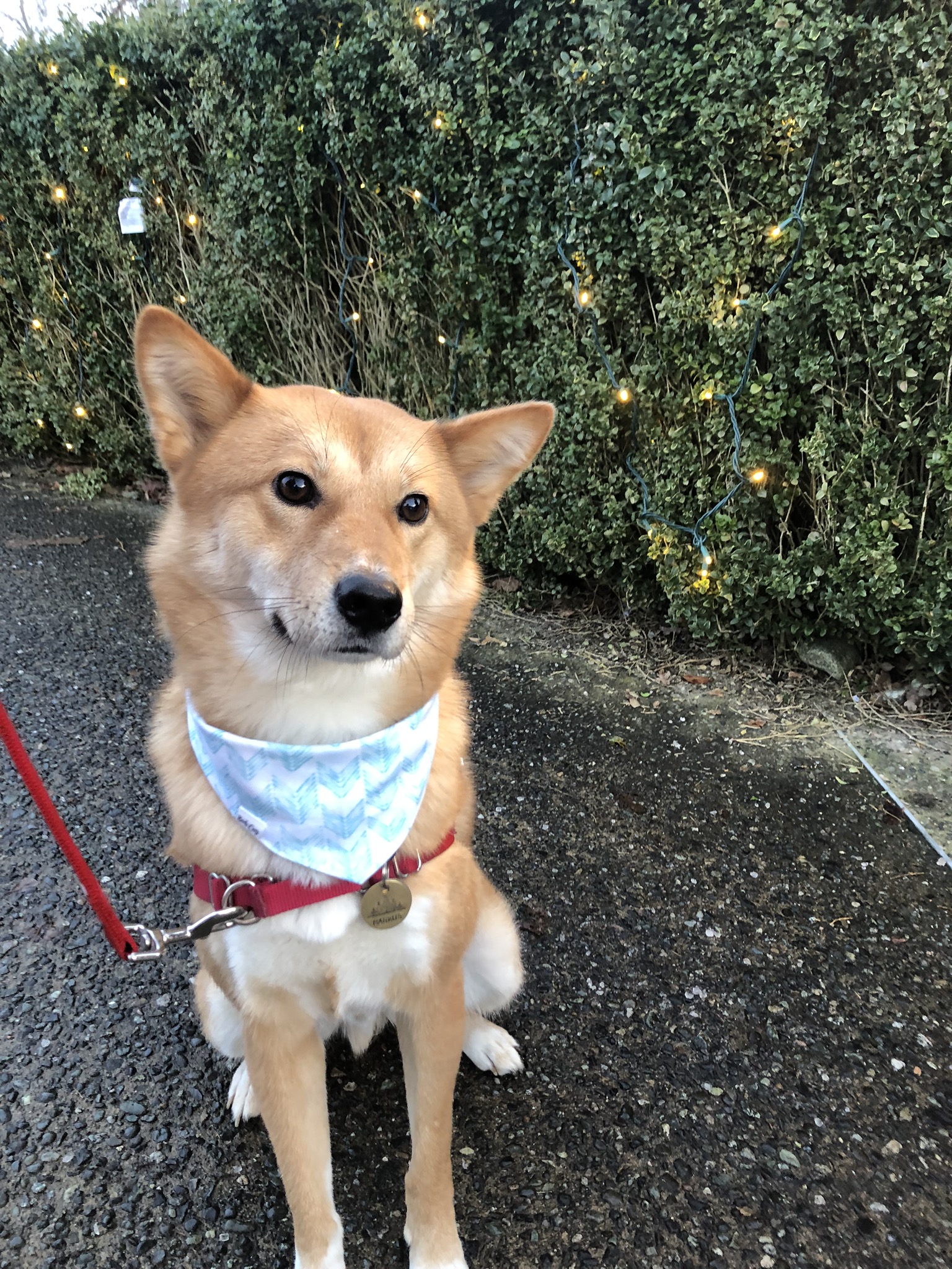 Markus looking constricted while sitting with his  Easy Walk Harness by PetSafe