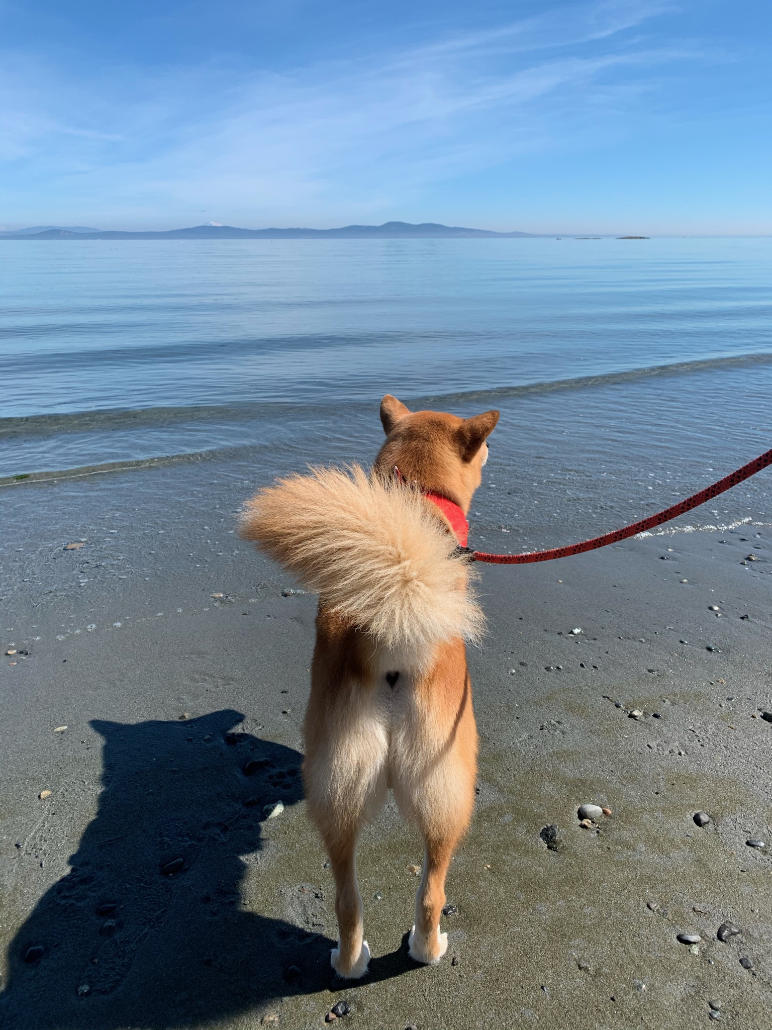 Markus enjoying the view at the beach at Cordova Bay Park