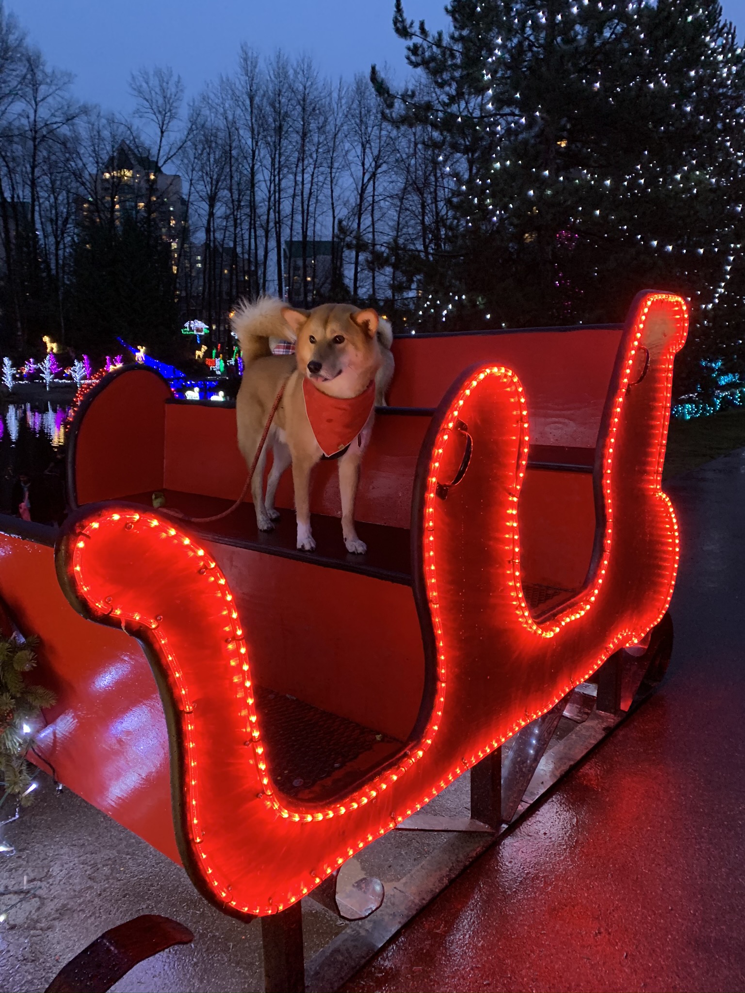 Markus trying to be his best Santa Paws riding on a sleigh at the Lights at Lafarge event at Lafarge Lake