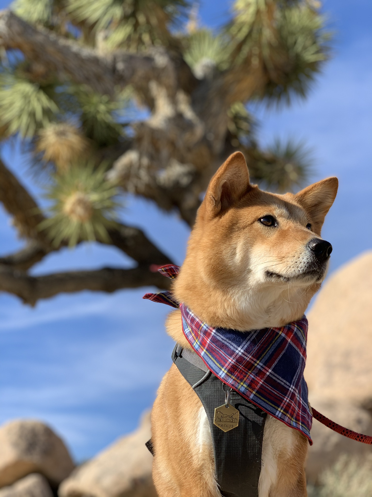 Markus posing by a Joshua Tree at a visitor’s area of Joshua Tree National Park