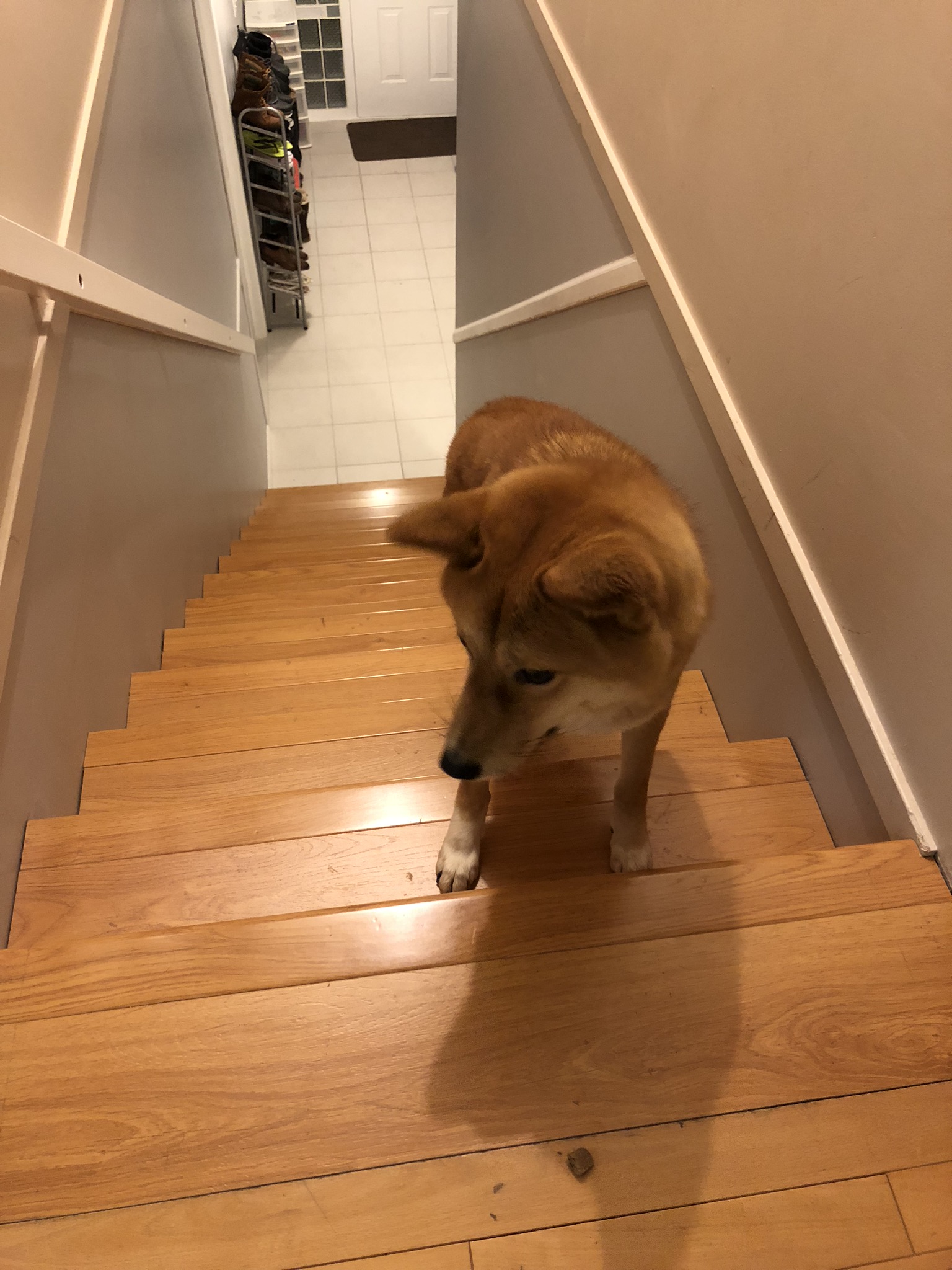 Markus getting to the top of the stairs where a liver treat is waiting for him