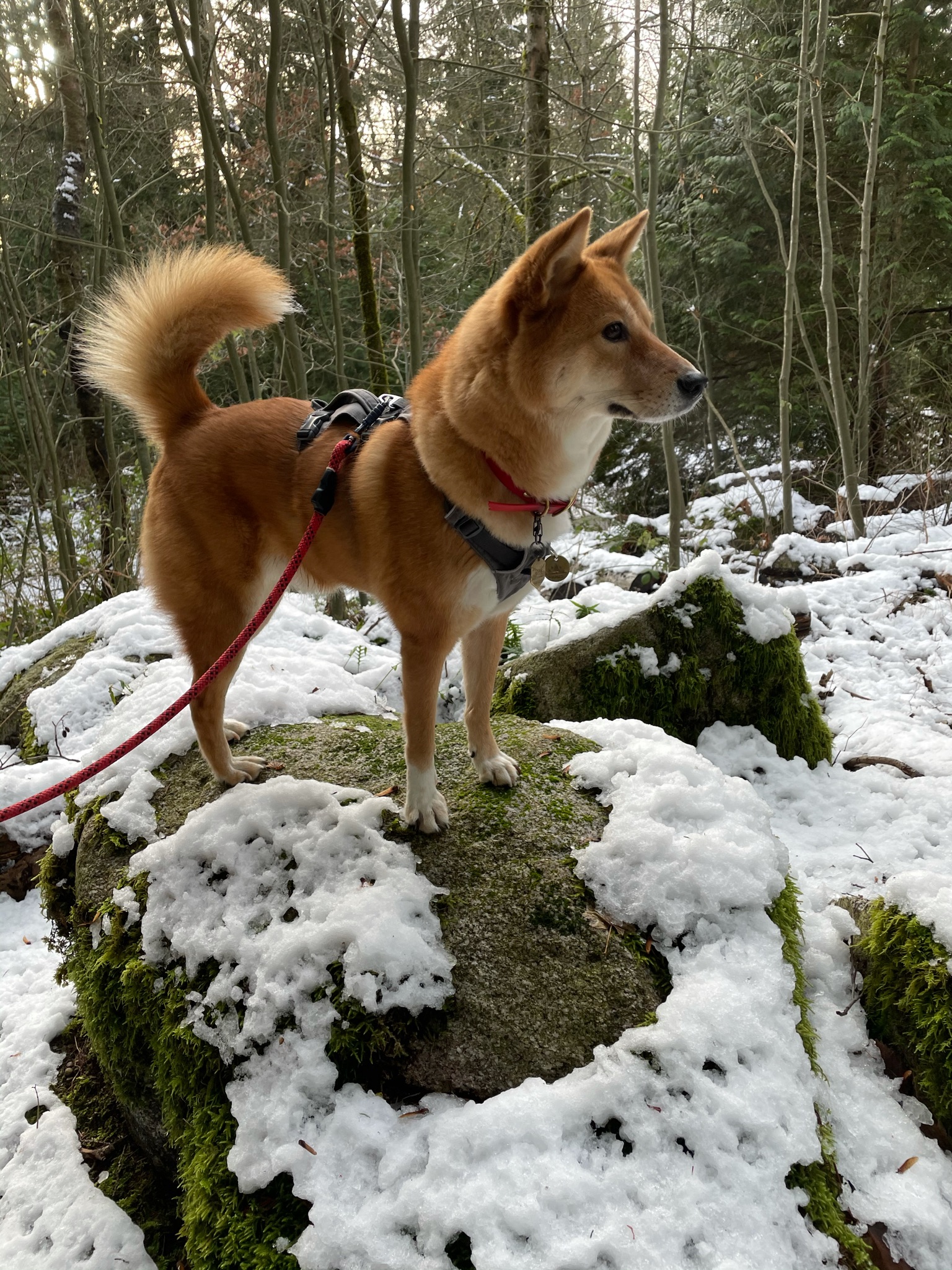 Markus balancing himself on some snow-less parts of a large rock