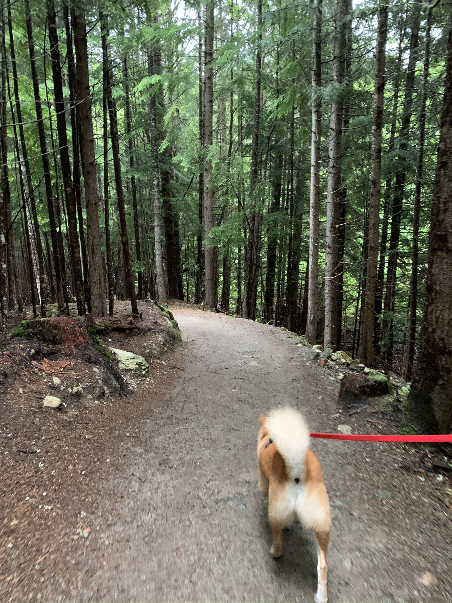 Markus hiking through the forest of the Train Wreck Trail
