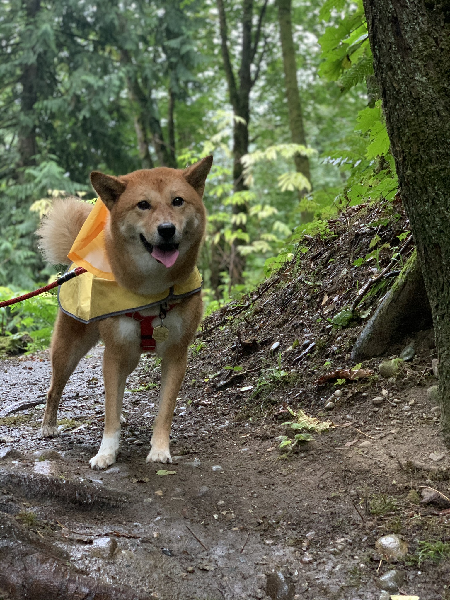 A wet Markus posing with a picture in the trees and mud at Cougar Mountain Regional Wildland Park