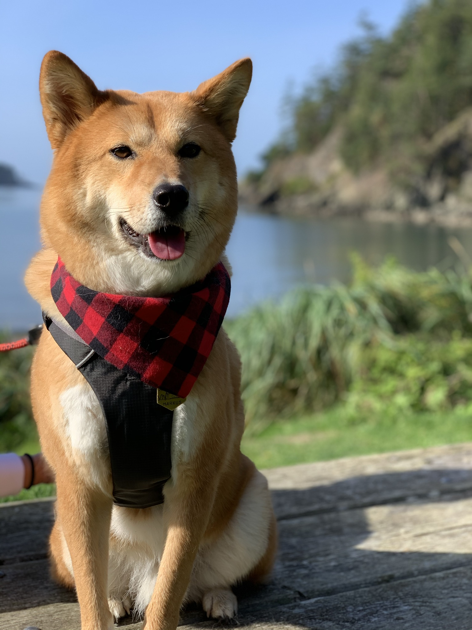 Markus sitting nicely outdoors during a walk