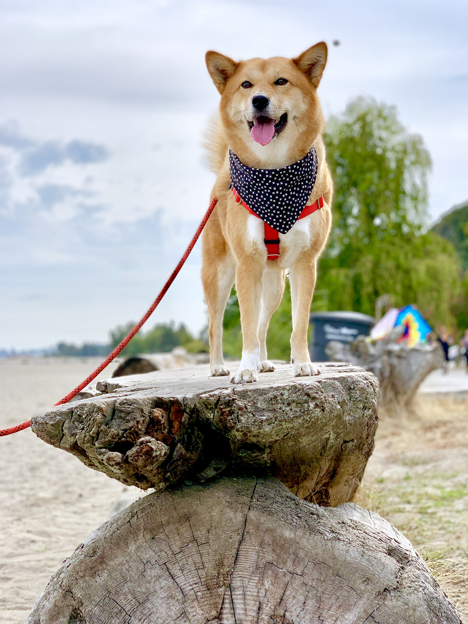 Markus is an explorer at heart and he needs to improve his recall when he’s outdoors