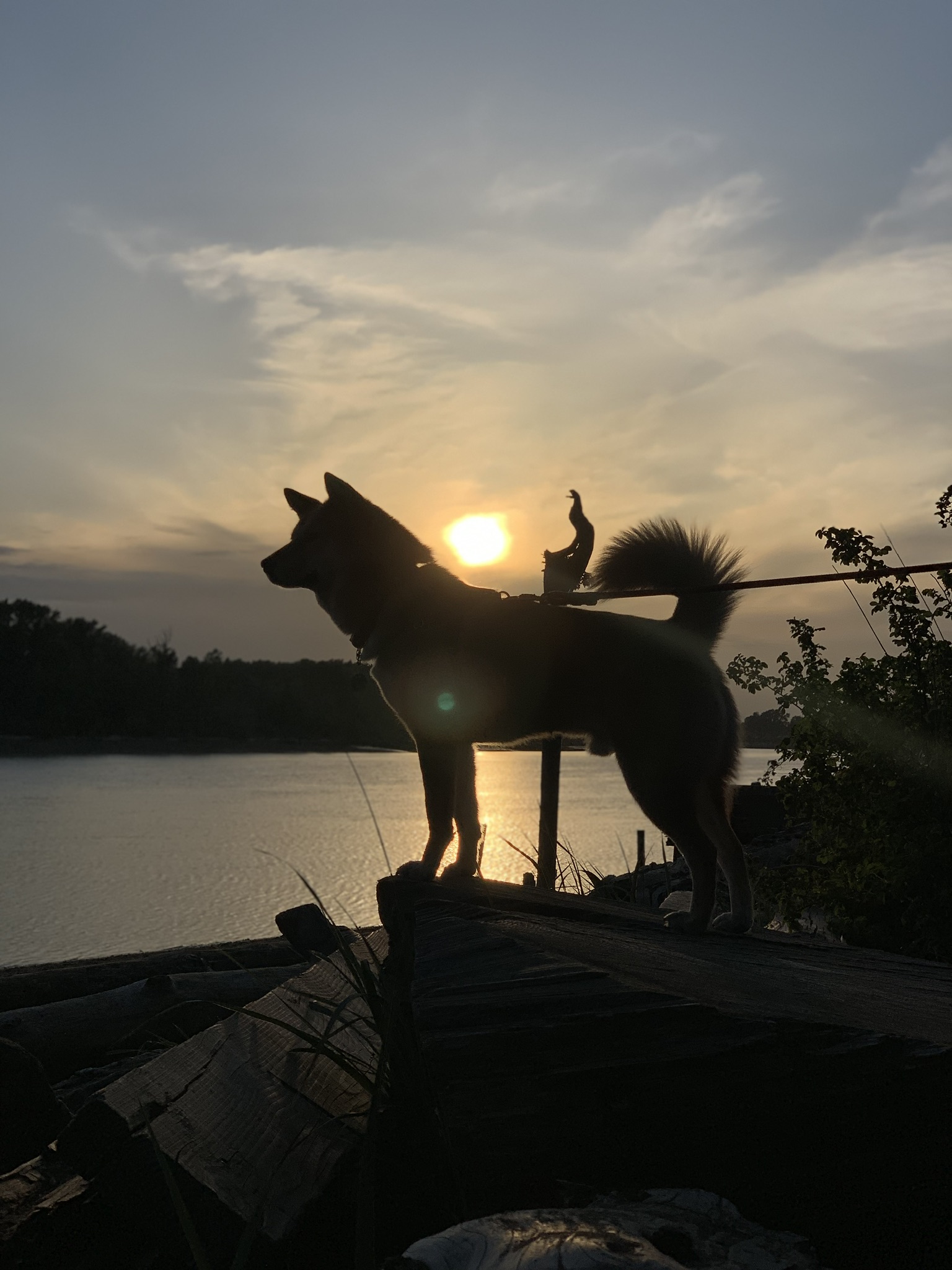 Markus enjoying the view of the sunset by the water of  Fraser River Park