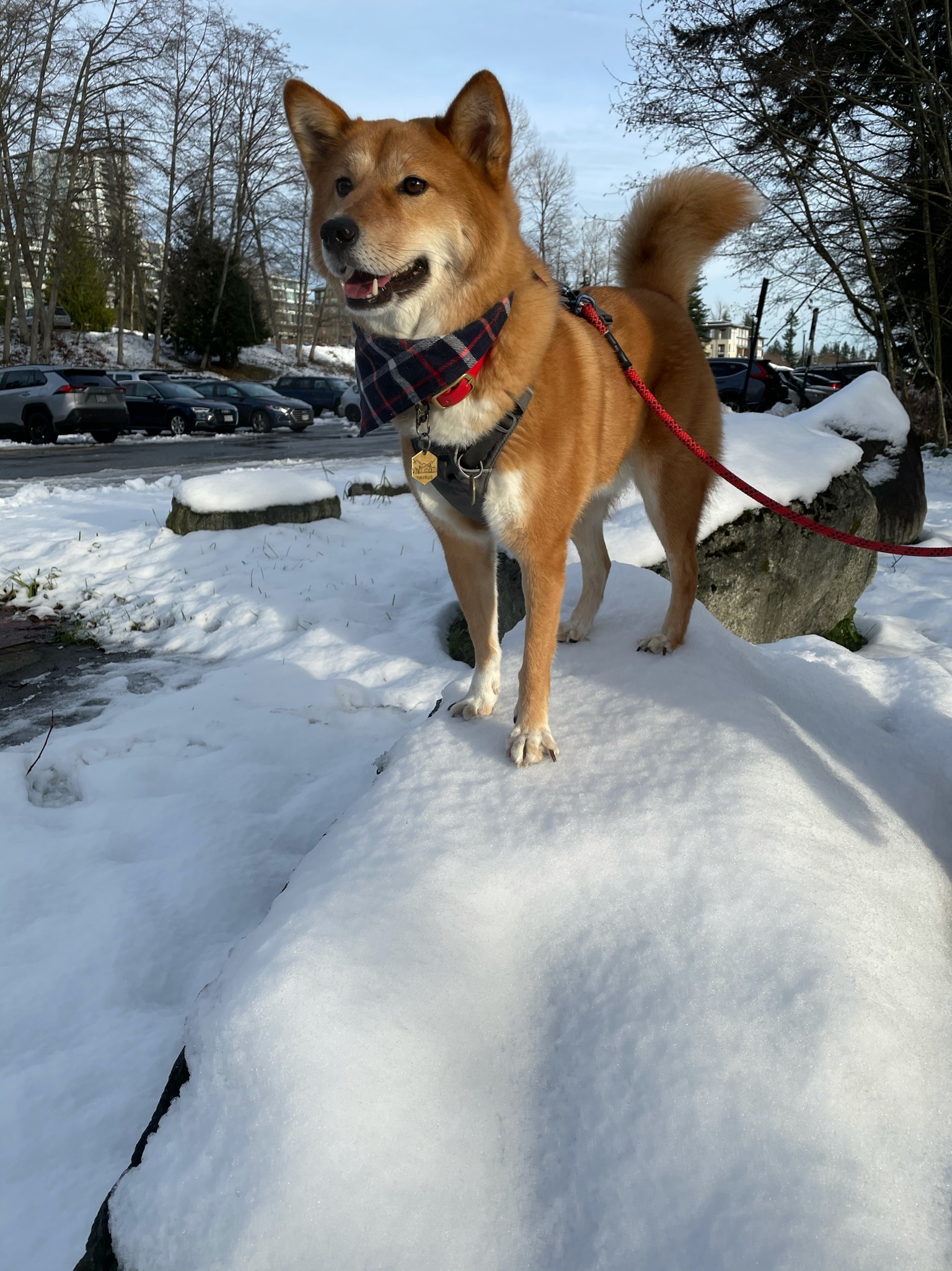 Markus loves being the first to step on fresh and untouched snow!