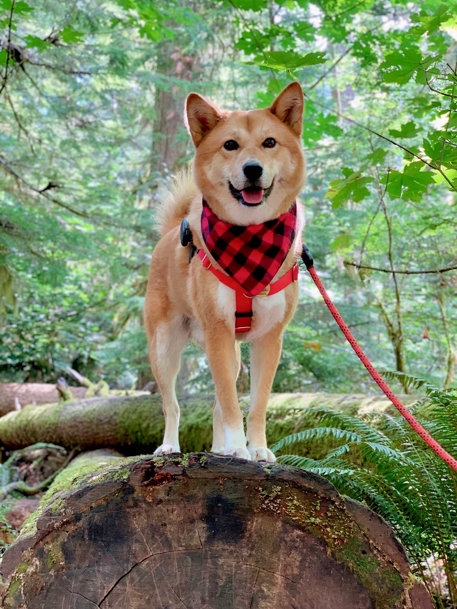 Markus smiling at the Cathedral Grove in MacMillan Provincial Park in British Columbia