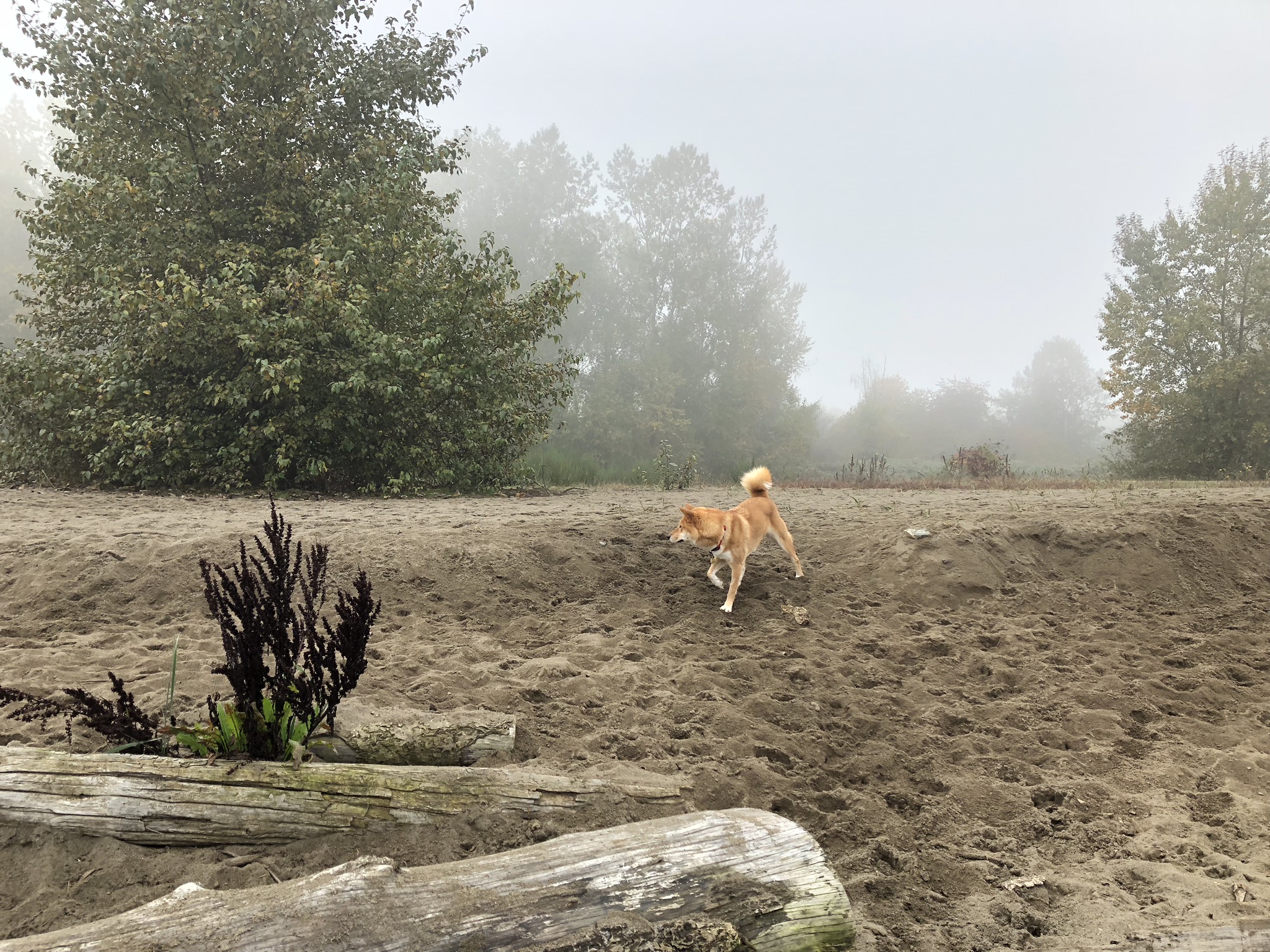 Markus exploring off in the distance at McDonald Beach Park