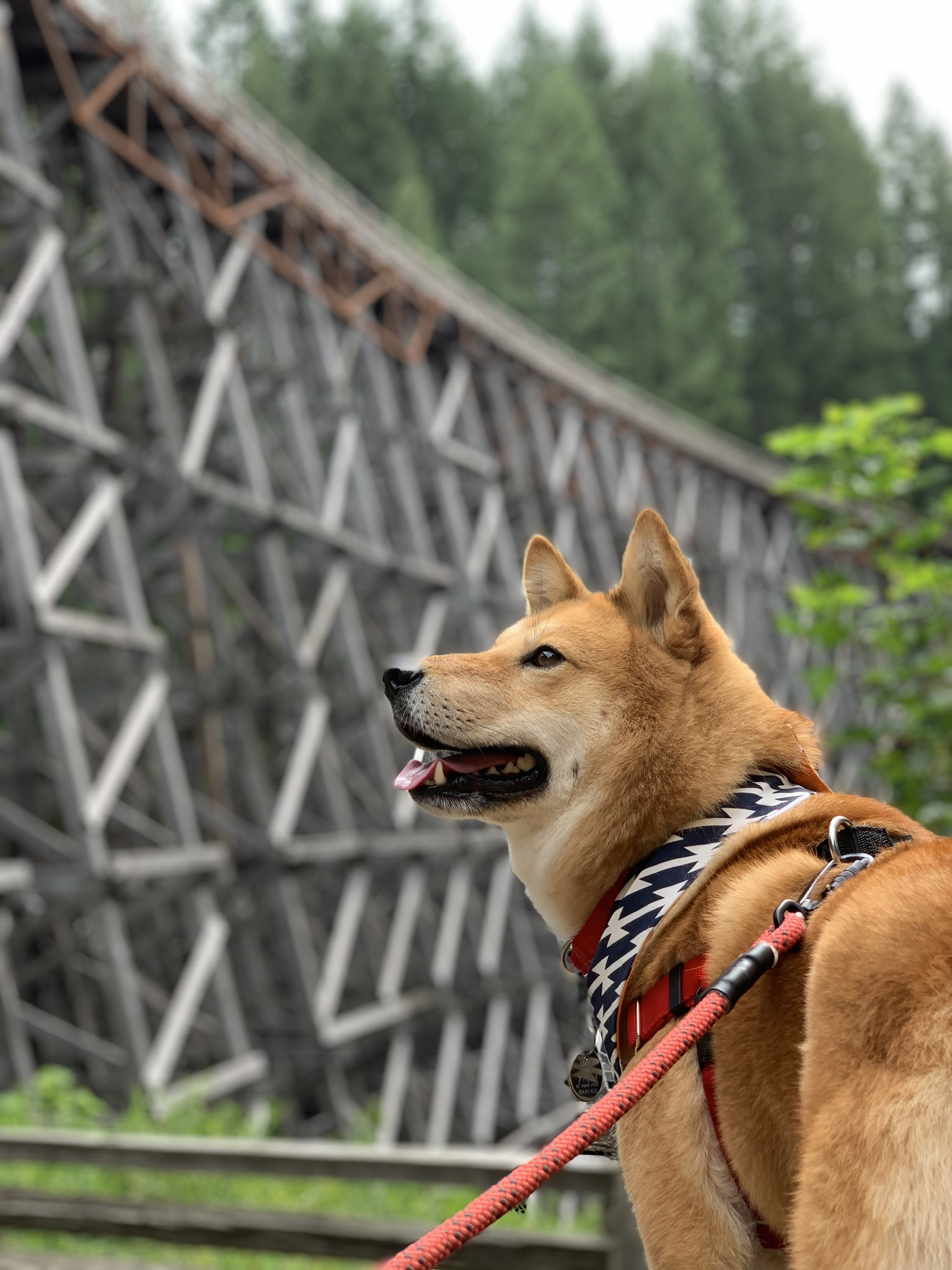 Markus at Kinsol Trestle with the Ekko Leash by  Litto Howler