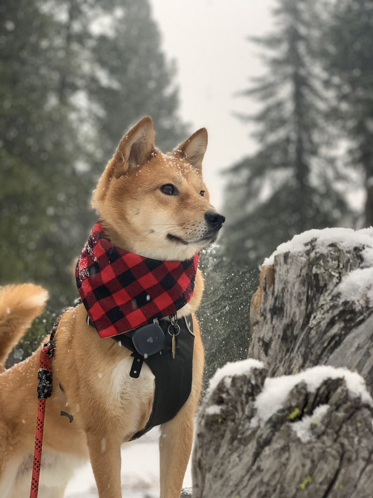 Product Reviews: Findster GPS Pet Tracker