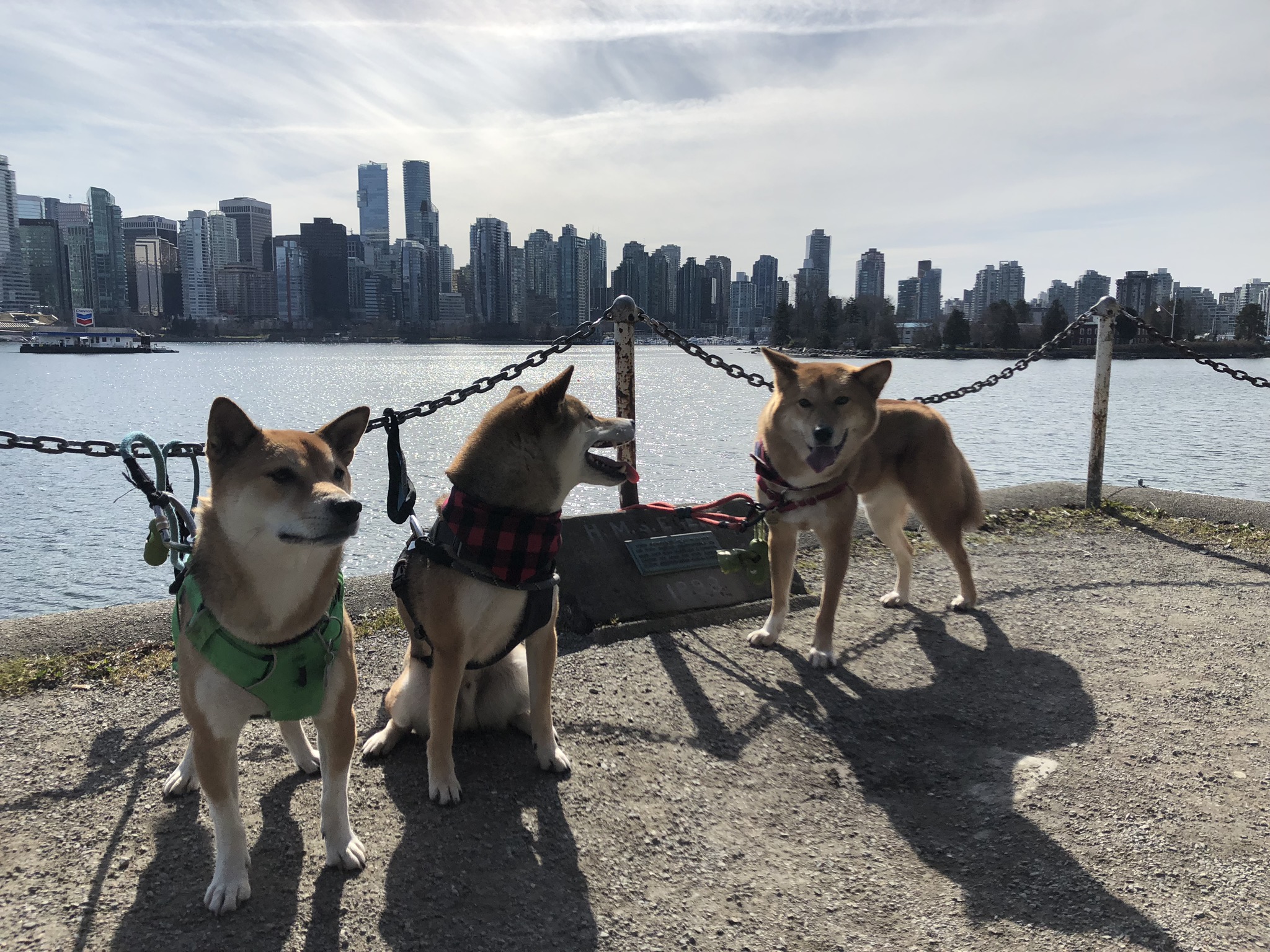 Markus (right) sharing looks with his dog friends in front of the Vancouver skyline at Stanley Park
