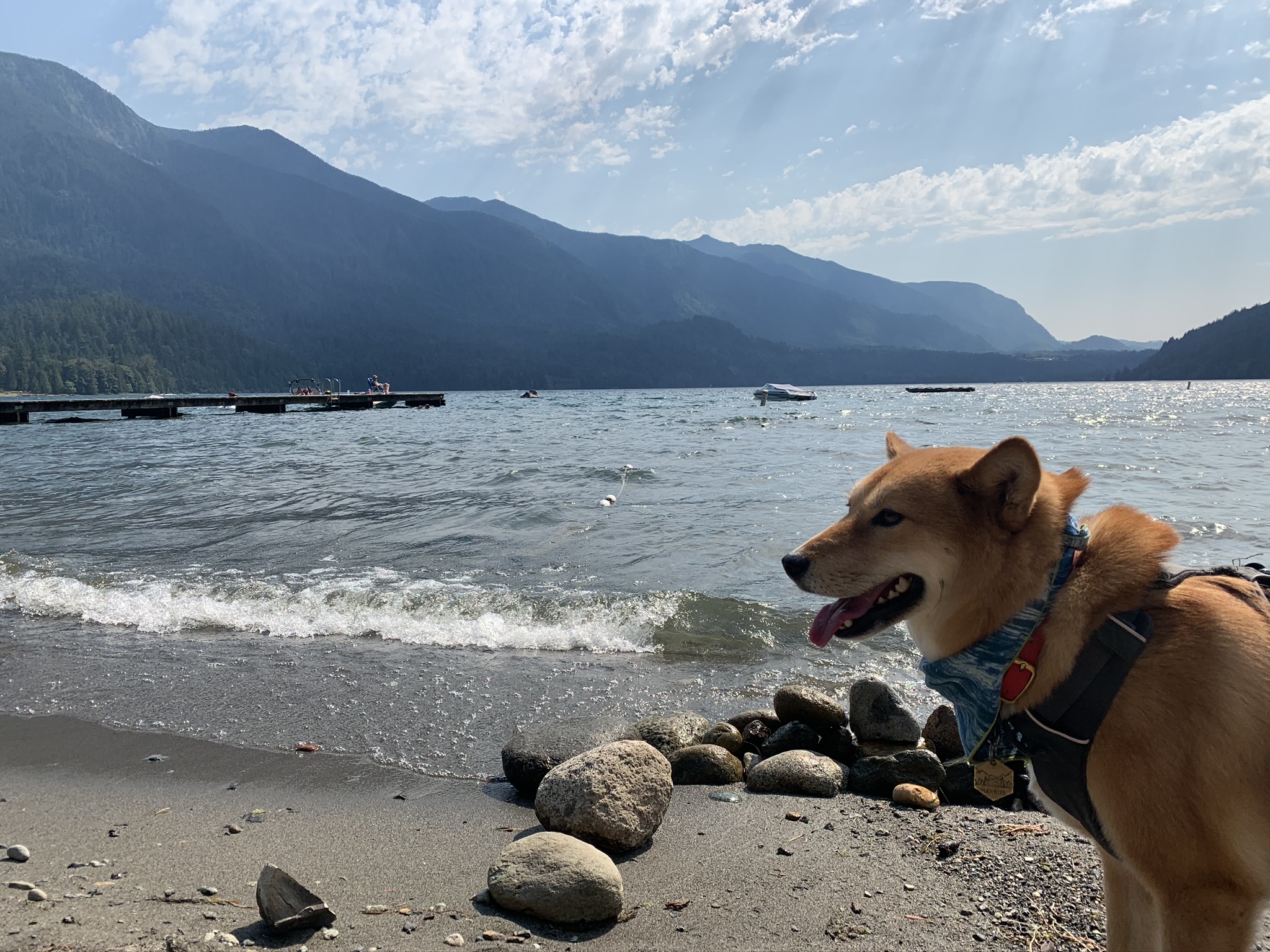 Markus playing on the beach at Cultus Lake Beach Off-Leash Dog Park