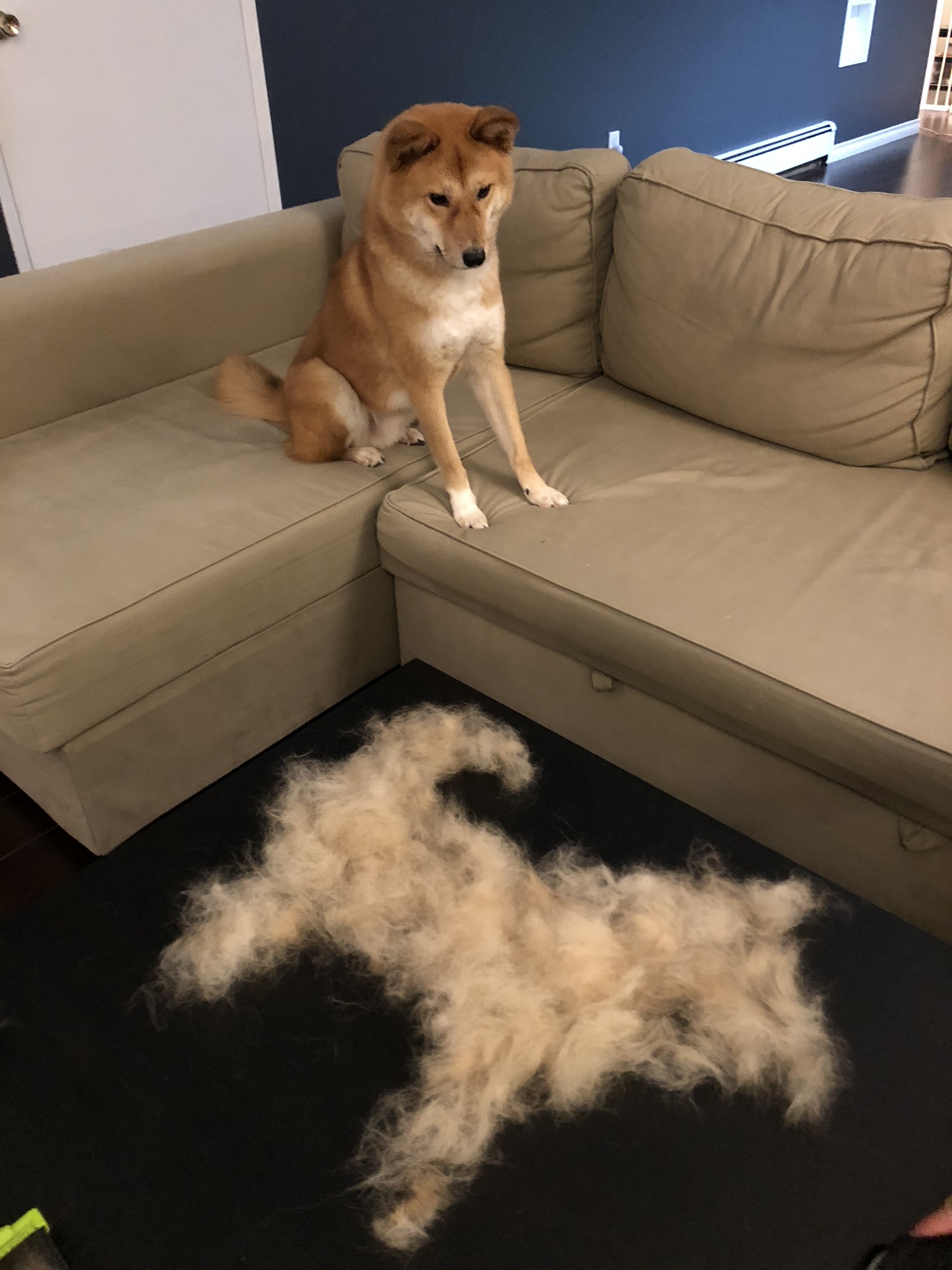 It's Shedding Season, Becoming Territorial, The Head Shake and the Sweater Thing