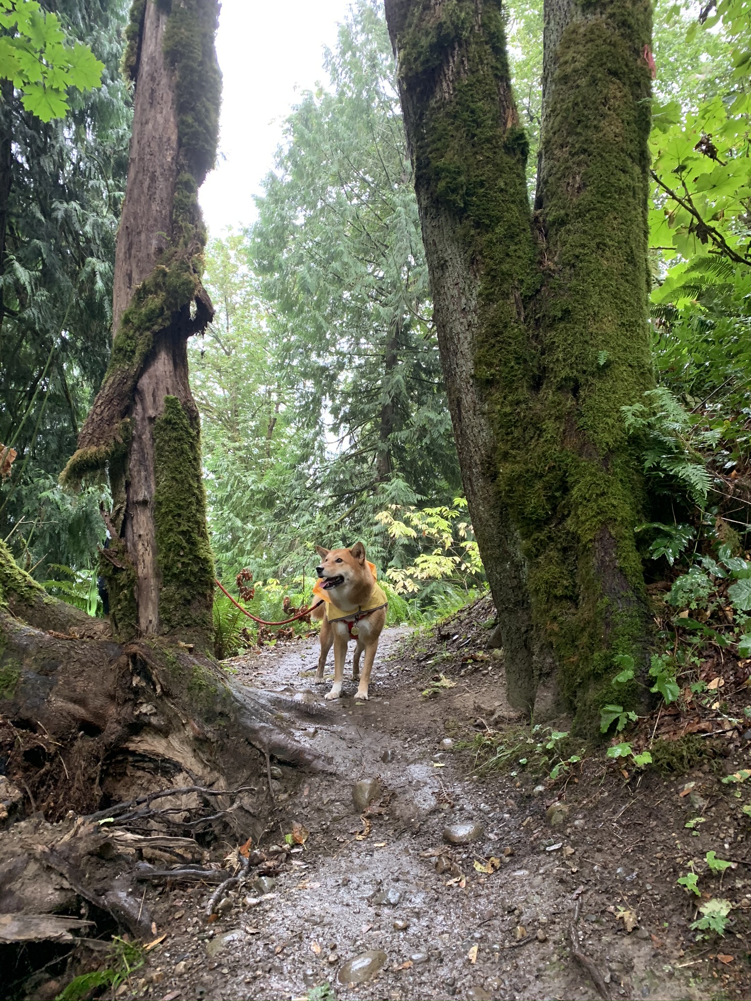 Cougar Mountain Regional Wildland Park