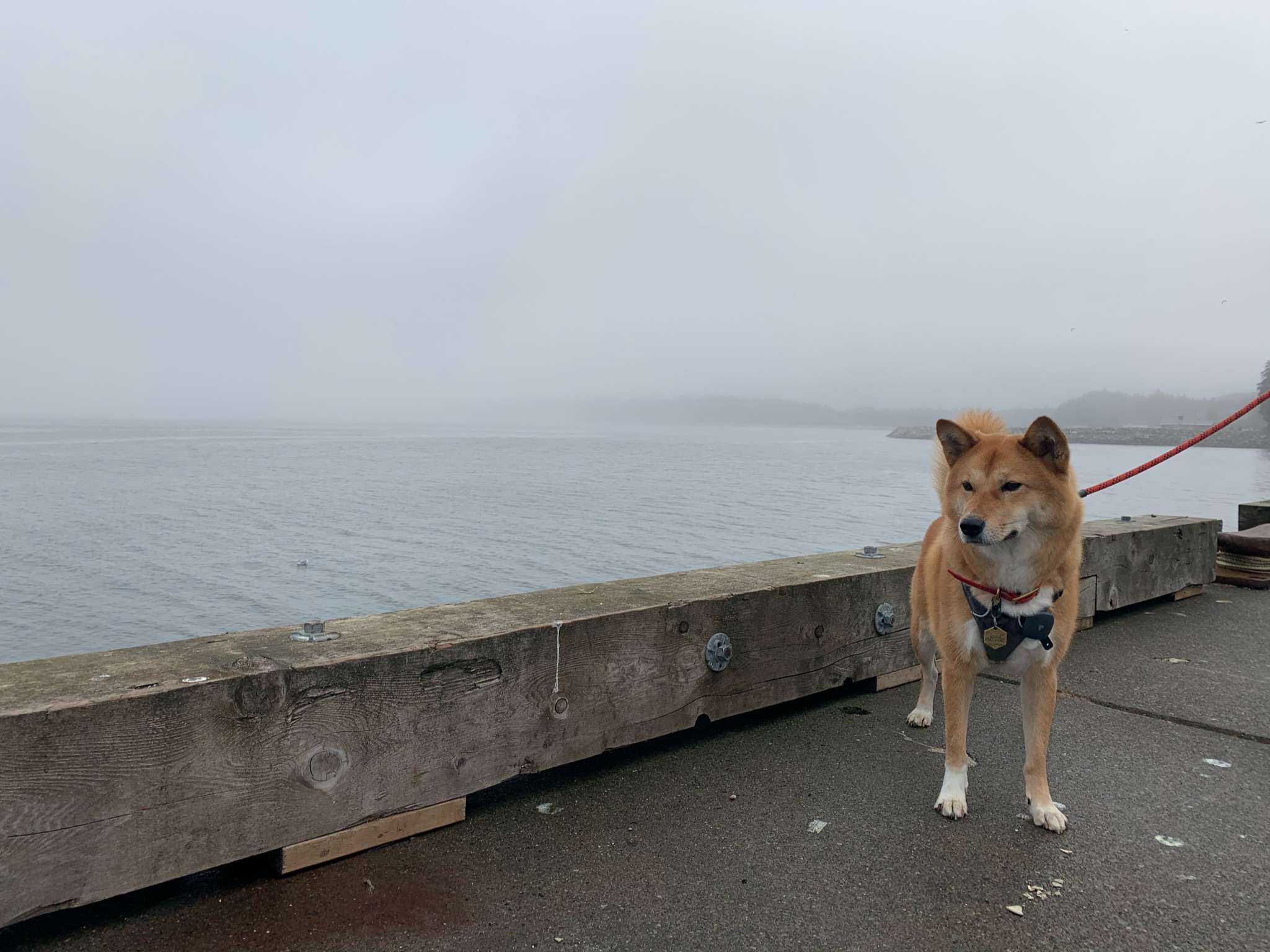 Markus posing on the docks by Port Renfrew on a muggy day