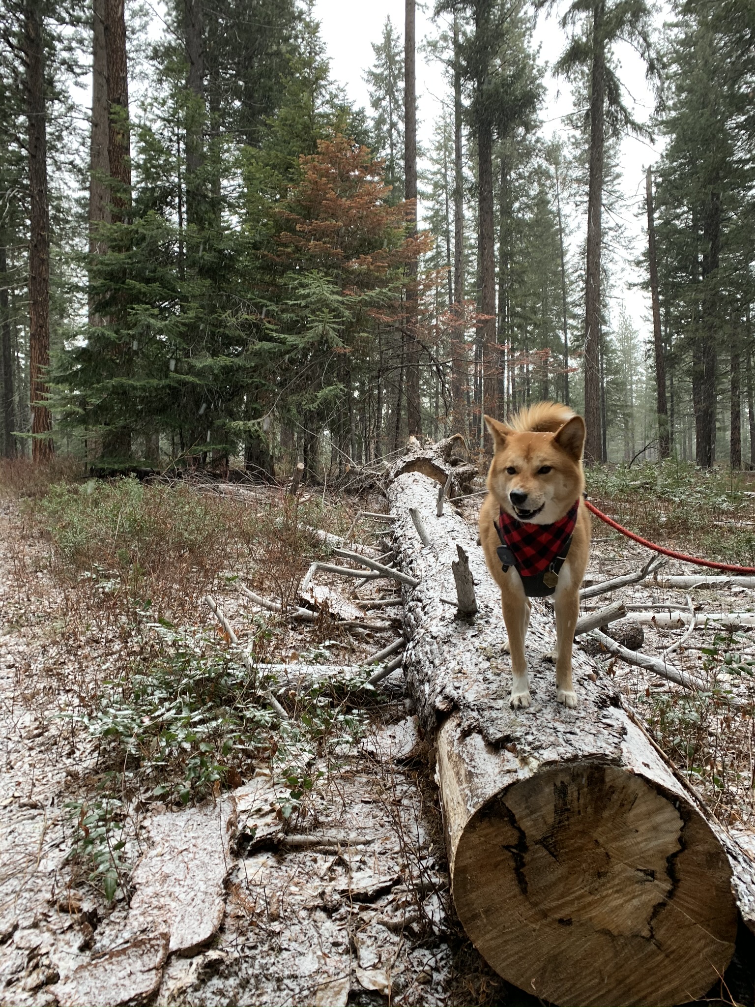 Markus standing on a fallen tree on the trail at the Lake Wenatchee North Campground