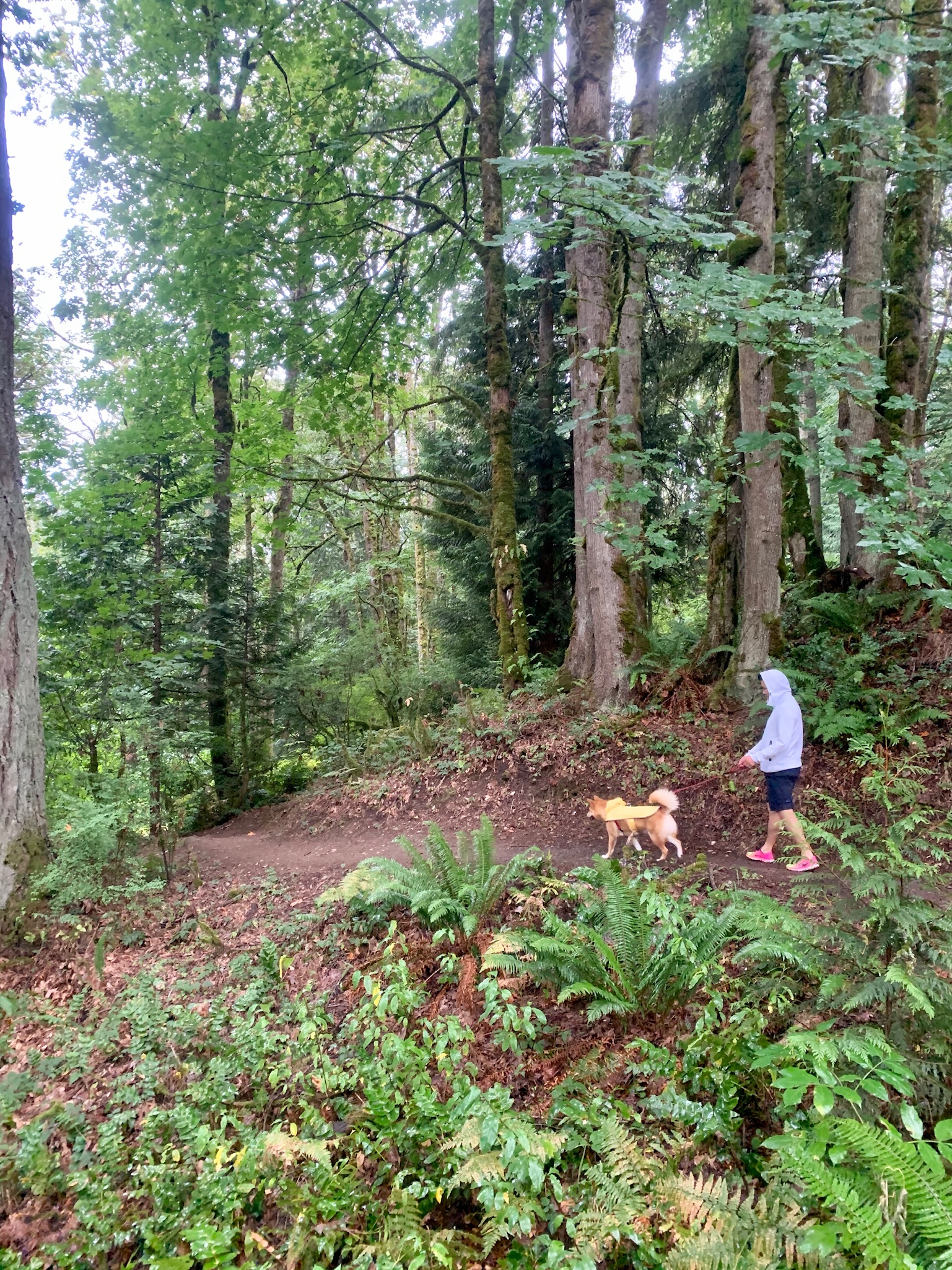 Markus and I hiking through the trails at Cougar Mountain Regional Wildland Park