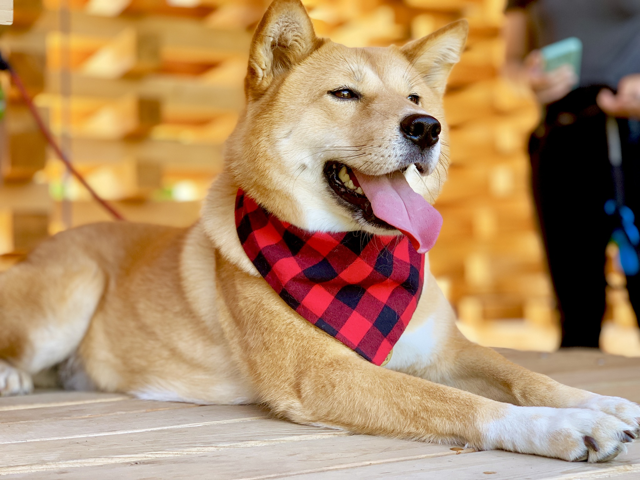 Markus resting on one of the beautiful wooden sculptures on a hot day at the walk at UBC
