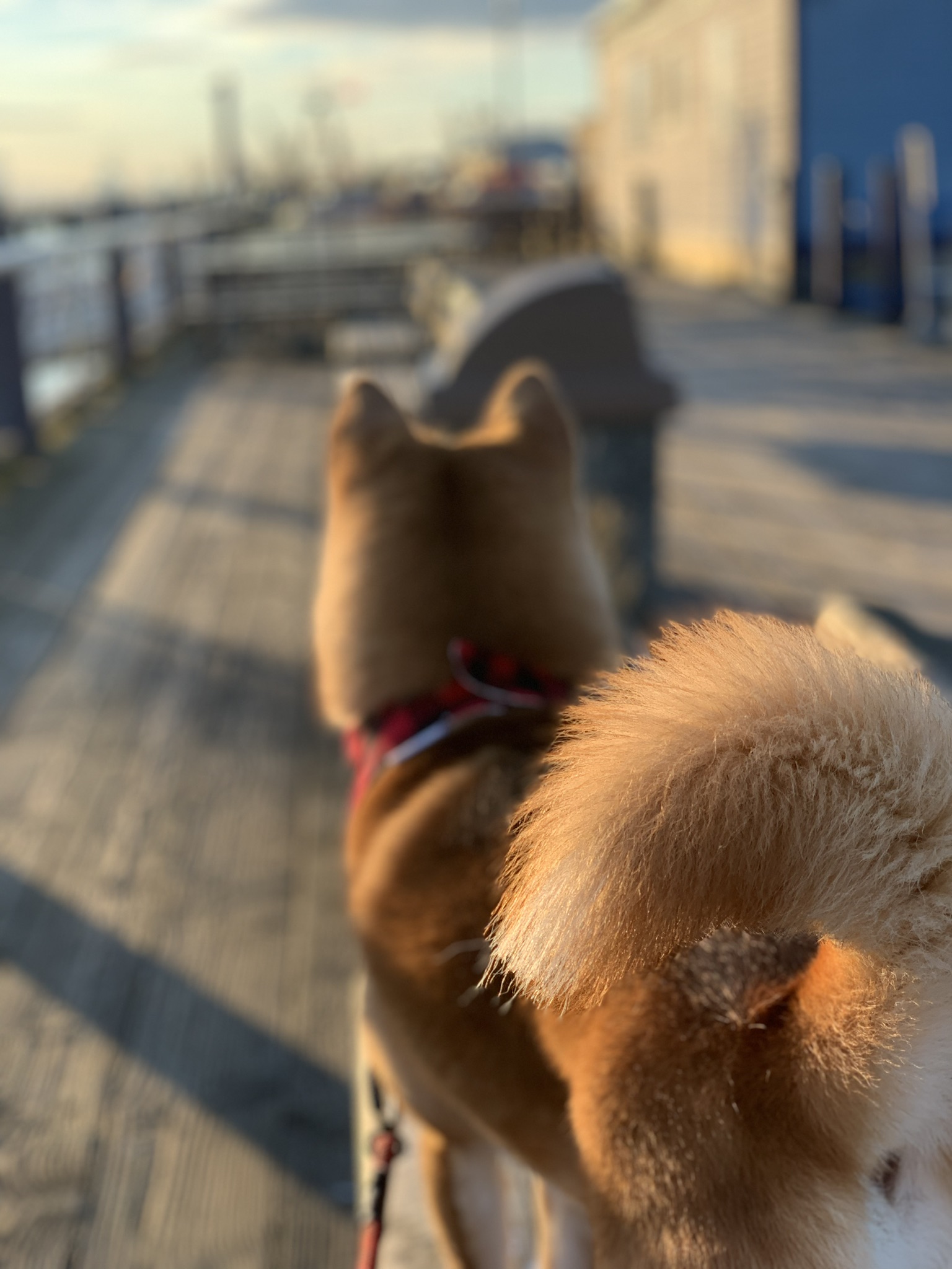 Markus looking down the boardwalk at Steveston Village in British Columbia