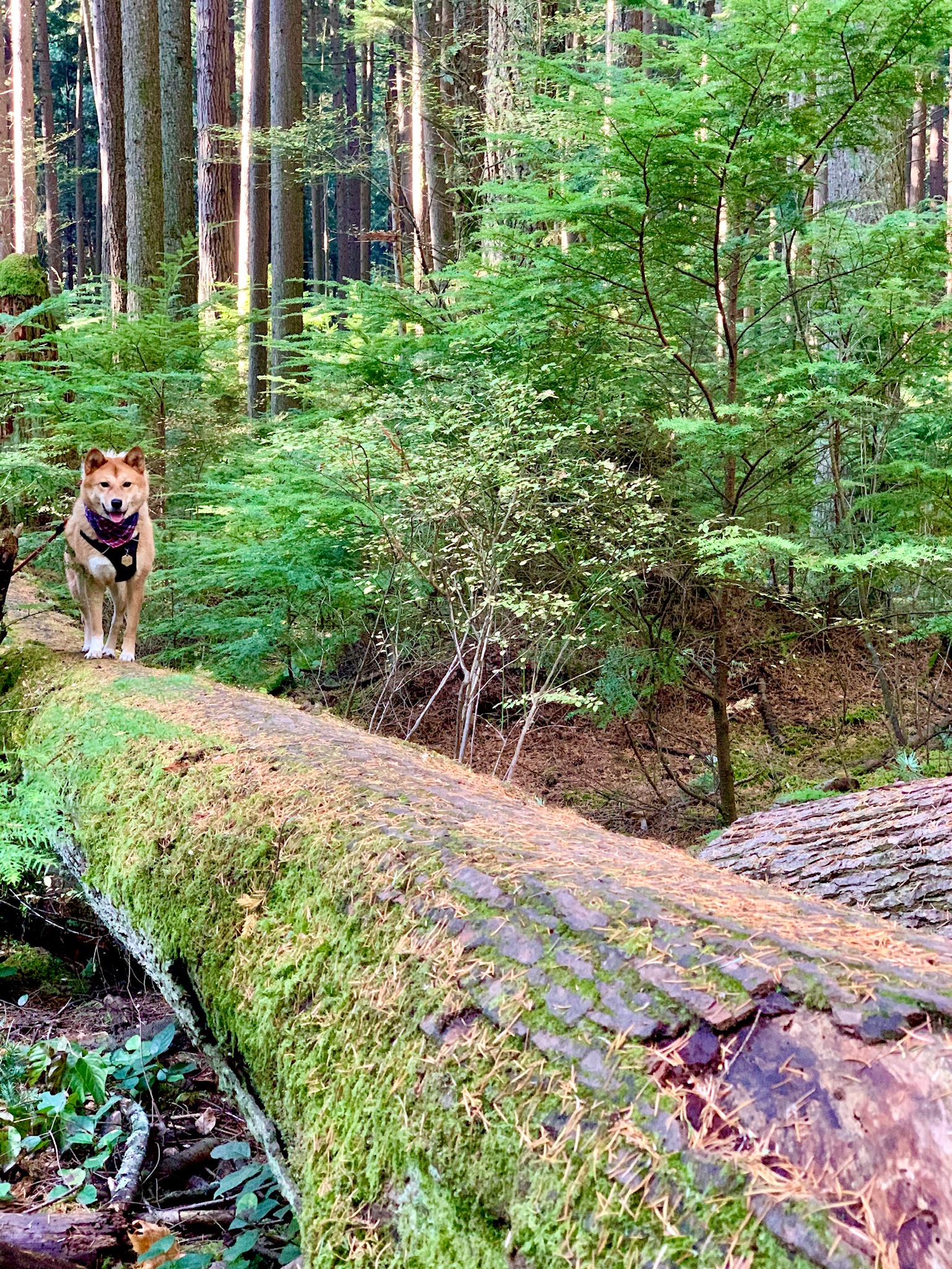 Big Parks & Little Poops