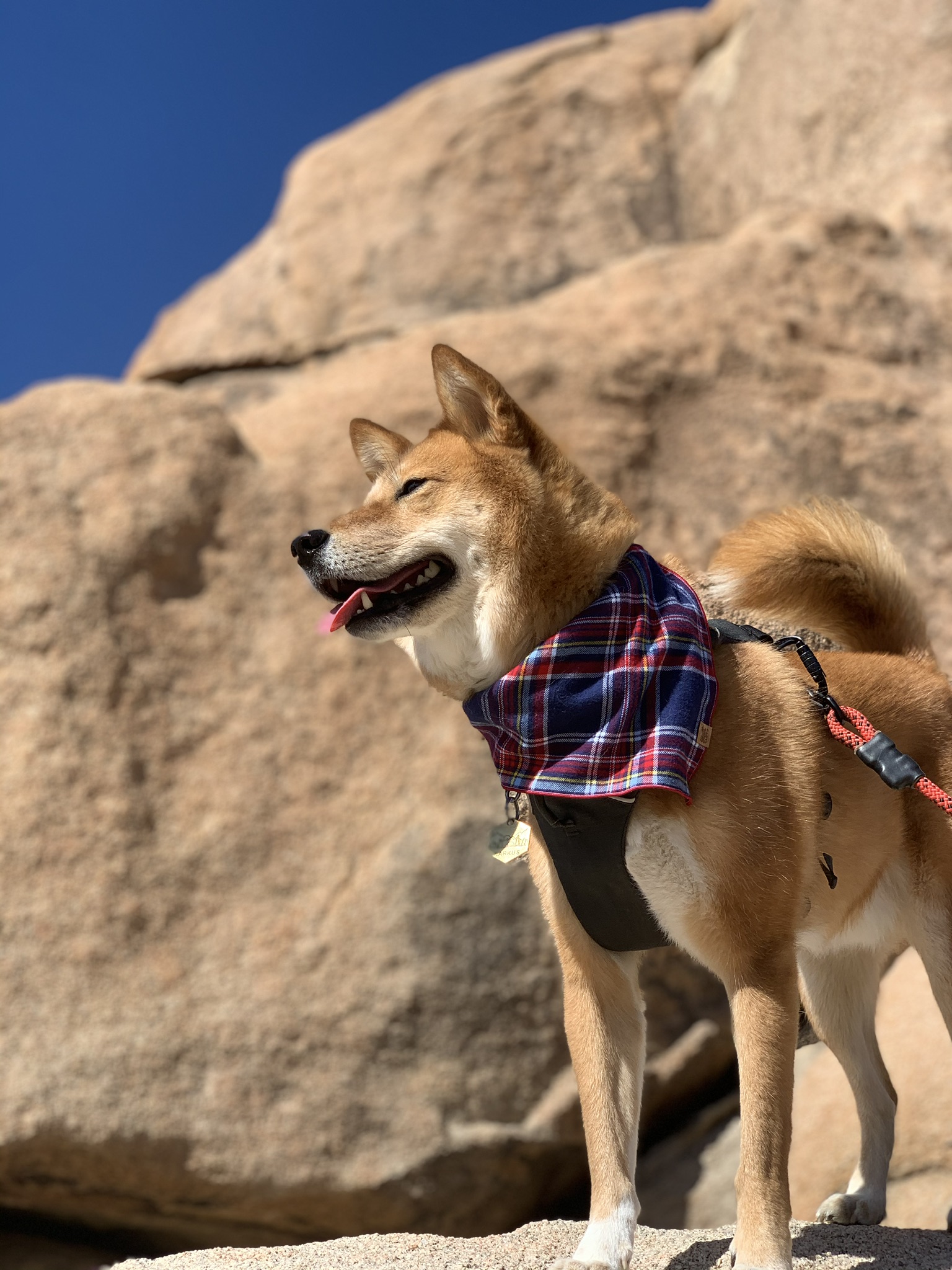 Markus, the Californian doggo