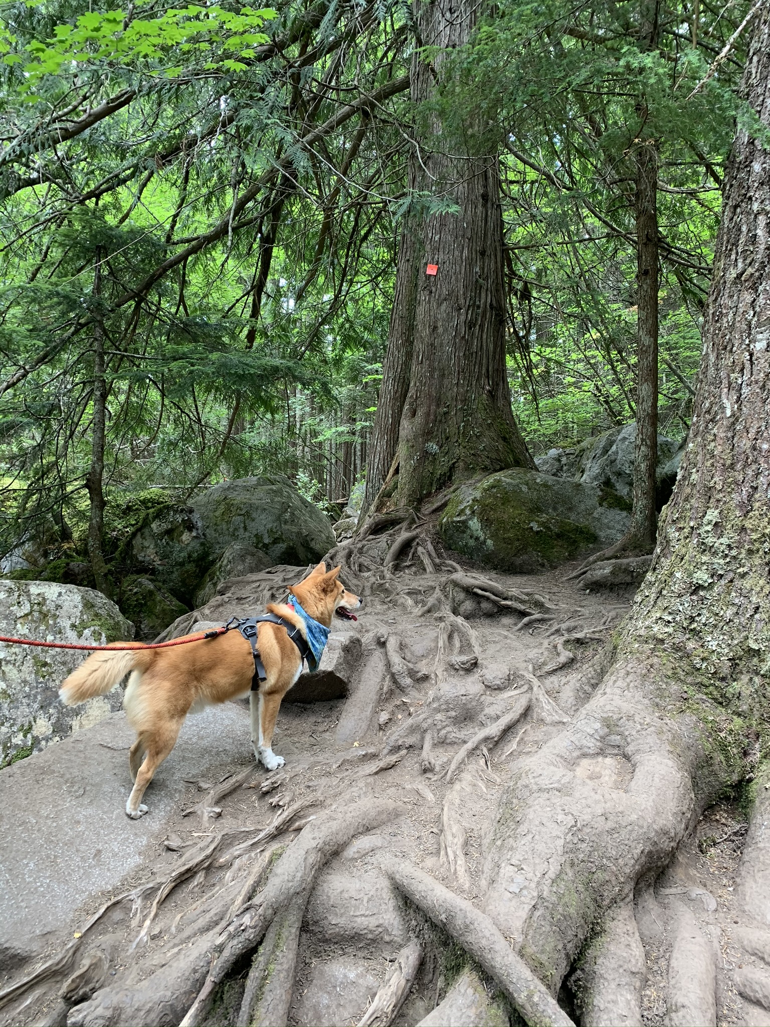 Look out for these orange markers on the trees throughout the trail to keep you on track